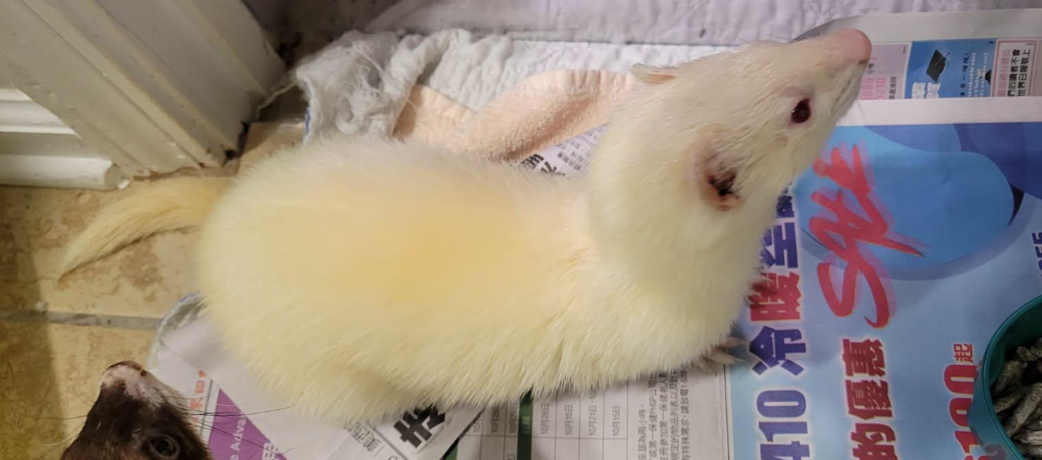 Enlarge Suzie, a ADOPTABLE Ferret in Acworth, GA image 1/1