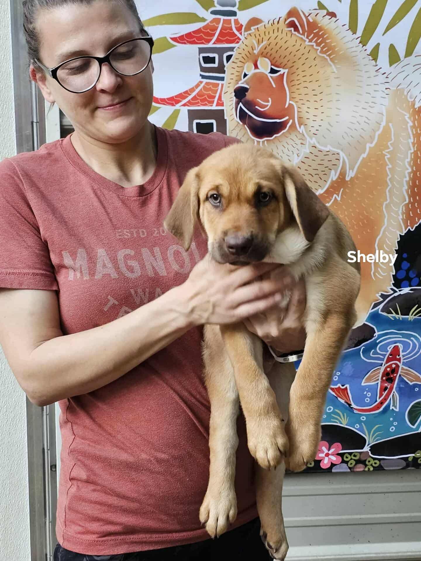 Enlarge Shelby, a Adoptable mixed breed in Houston, TX image 4/4