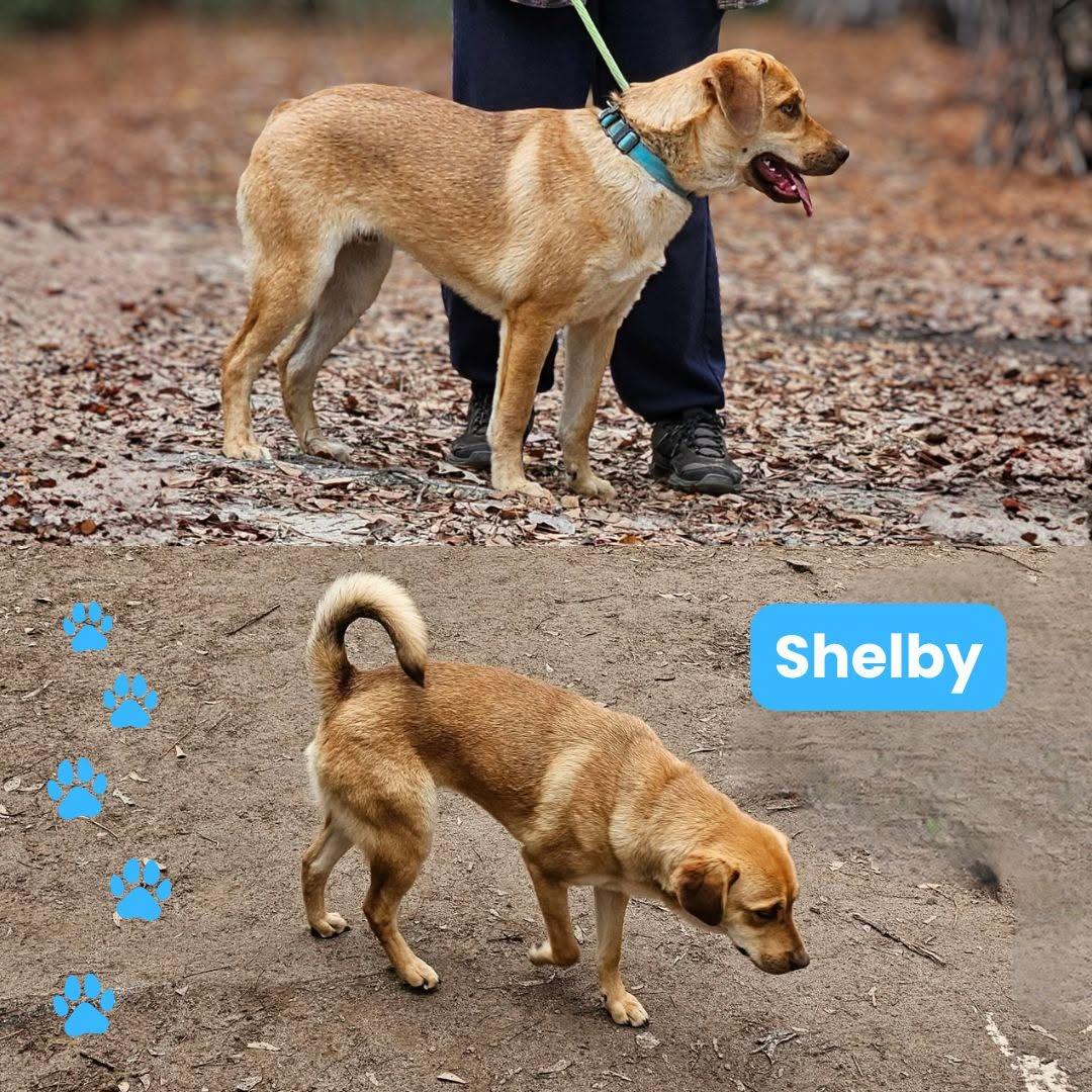 Shelby, a Adoptable mixed breed in Houston, TX image 1/6