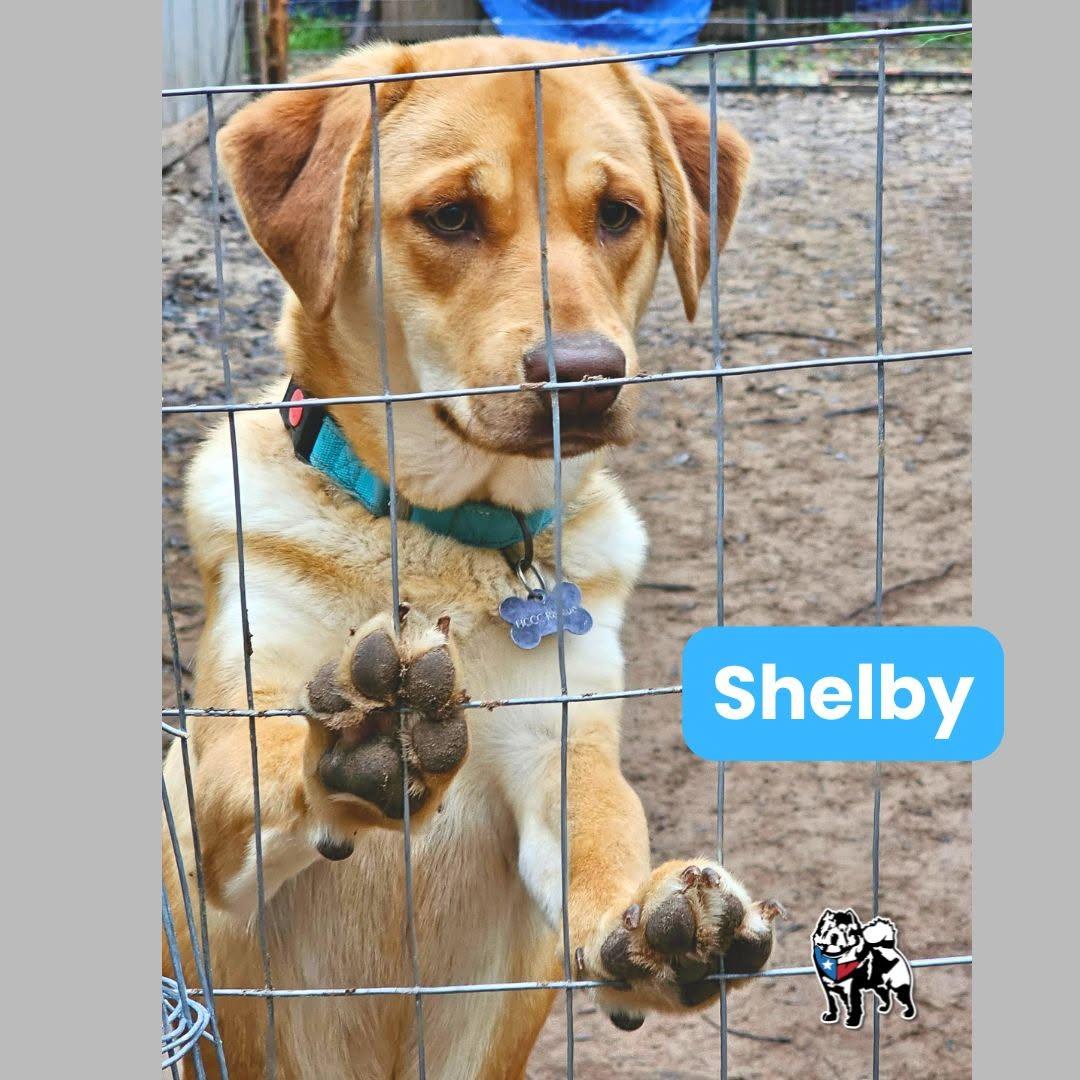 Shelby, a Adoptable mixed breed in Houston, TX image 2/6