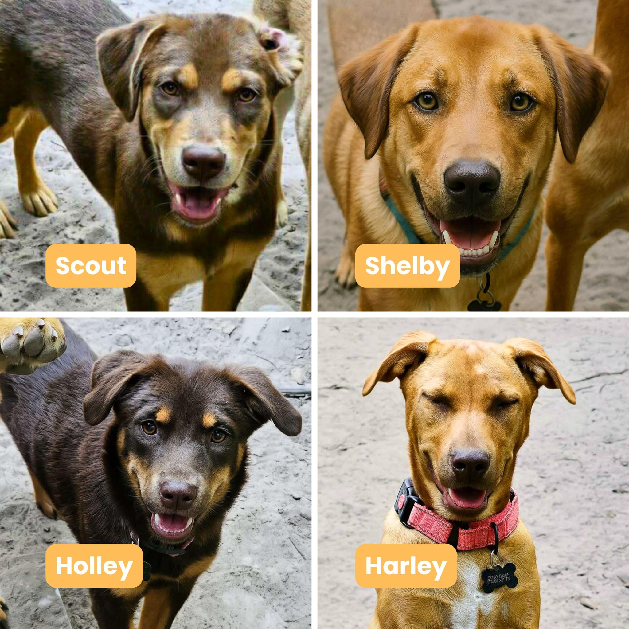 Enlarge Shelby, a Adoptable mixed breed in Houston, TX image 1/4