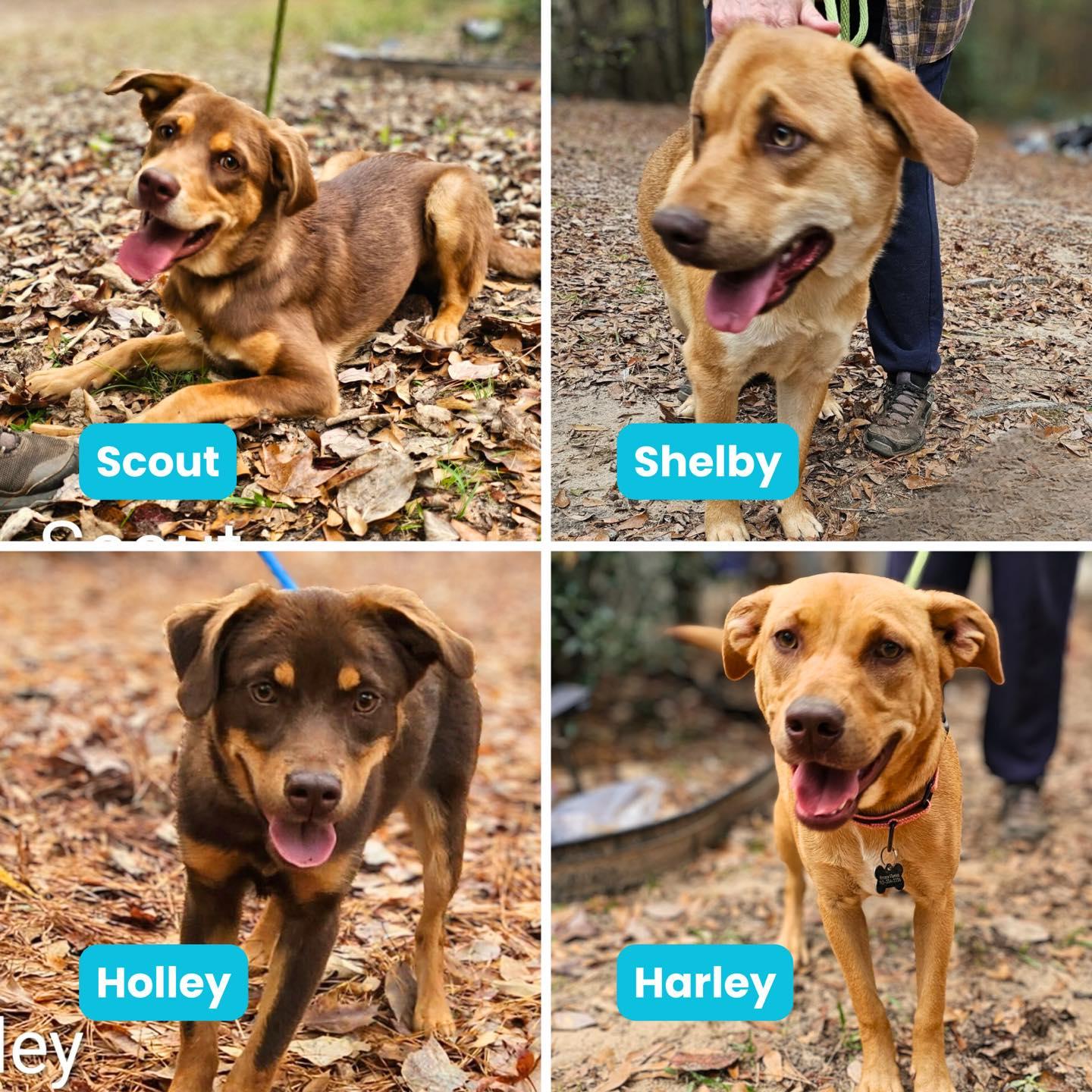 Enlarge Shelby, a Adoptable mixed breed in Houston, TX image 2/4