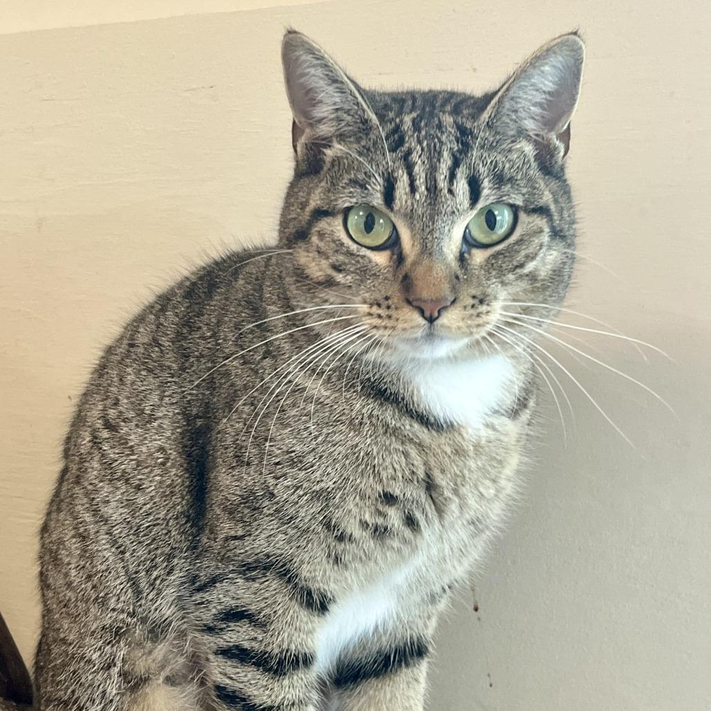 Dolly, Adoptable, Adult Female Domestic Short Hair.