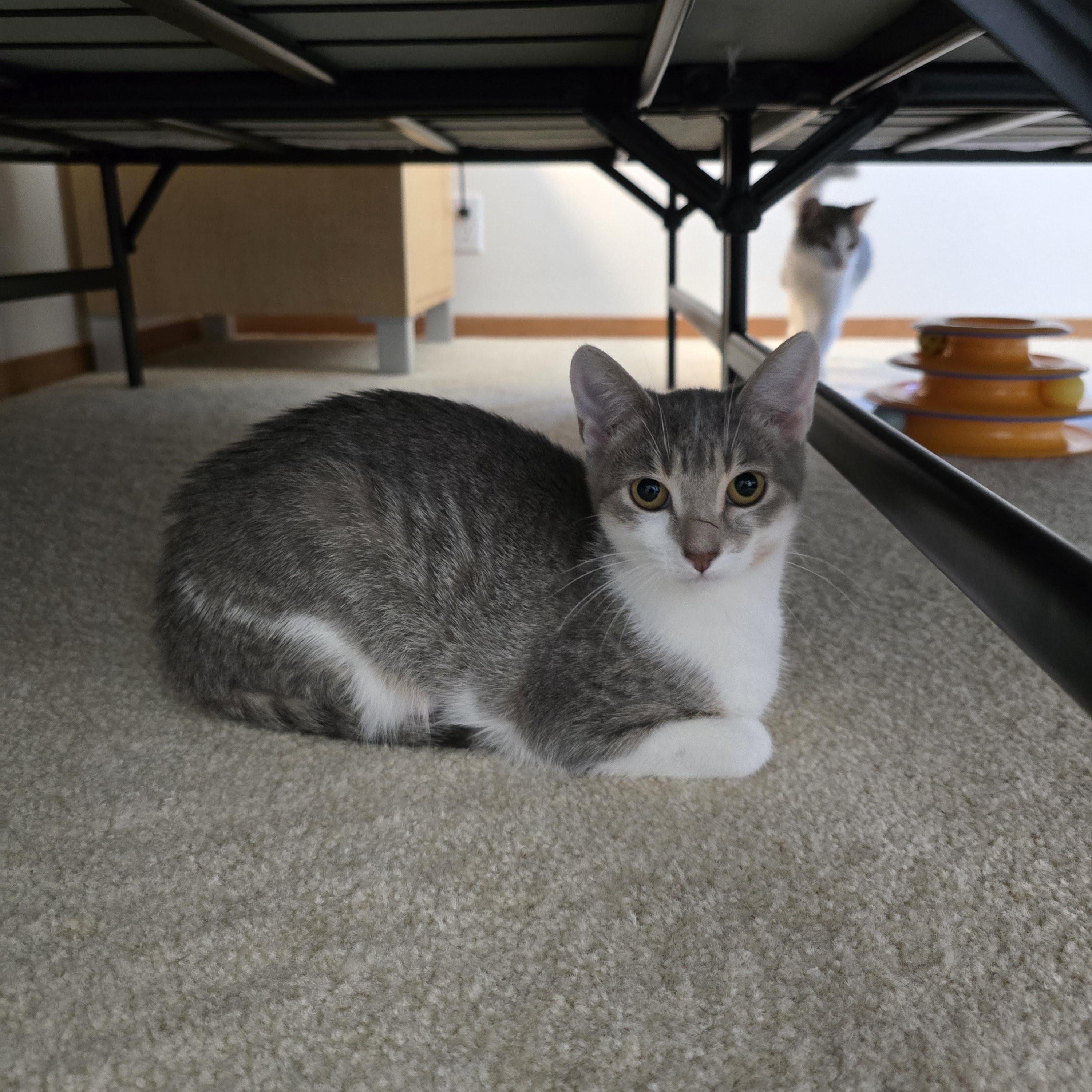 Enlarge Greta, a Adoptable Domestic Short Hair in Fargo, ND image 3/4