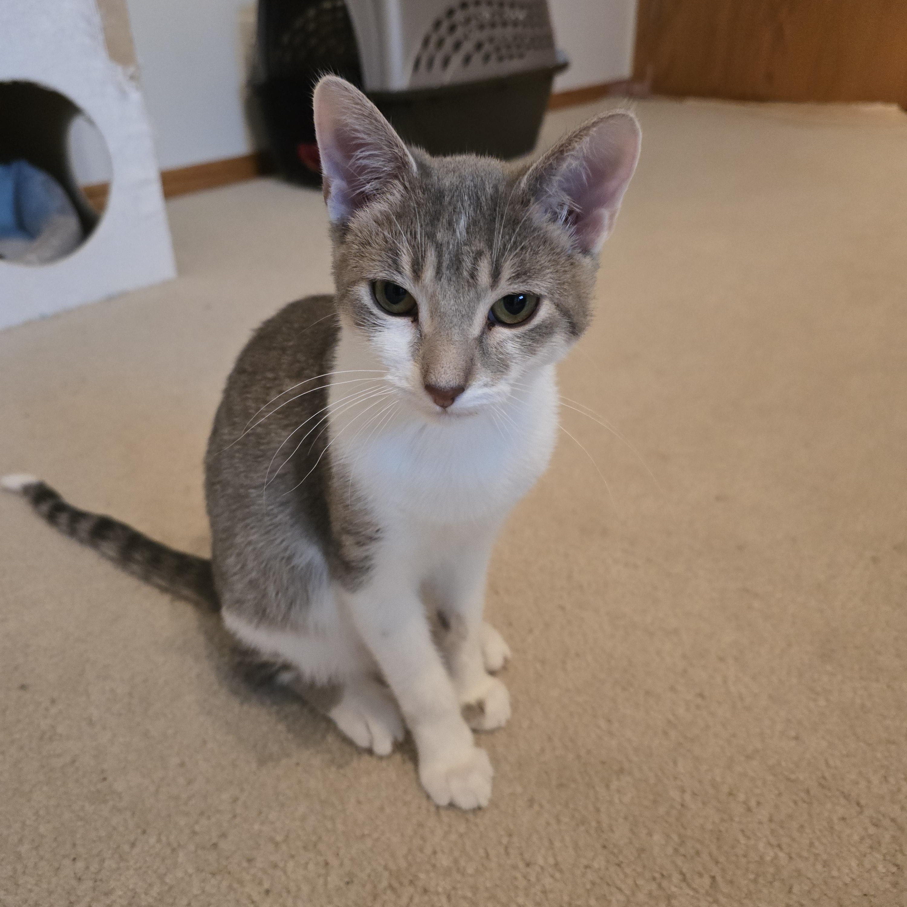 Enlarge Greta, a Adoptable Domestic Short Hair in Fargo, ND image 2/4