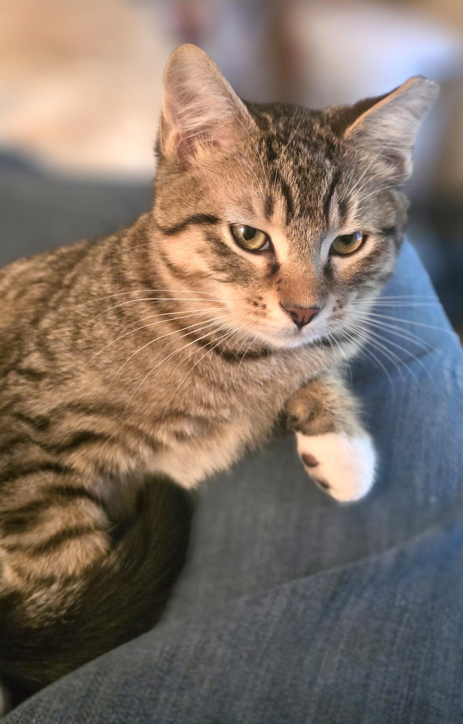 Enlarge Mork, a ADOPTABLE mixed breed in Hilton Head Island, SC image 2/5