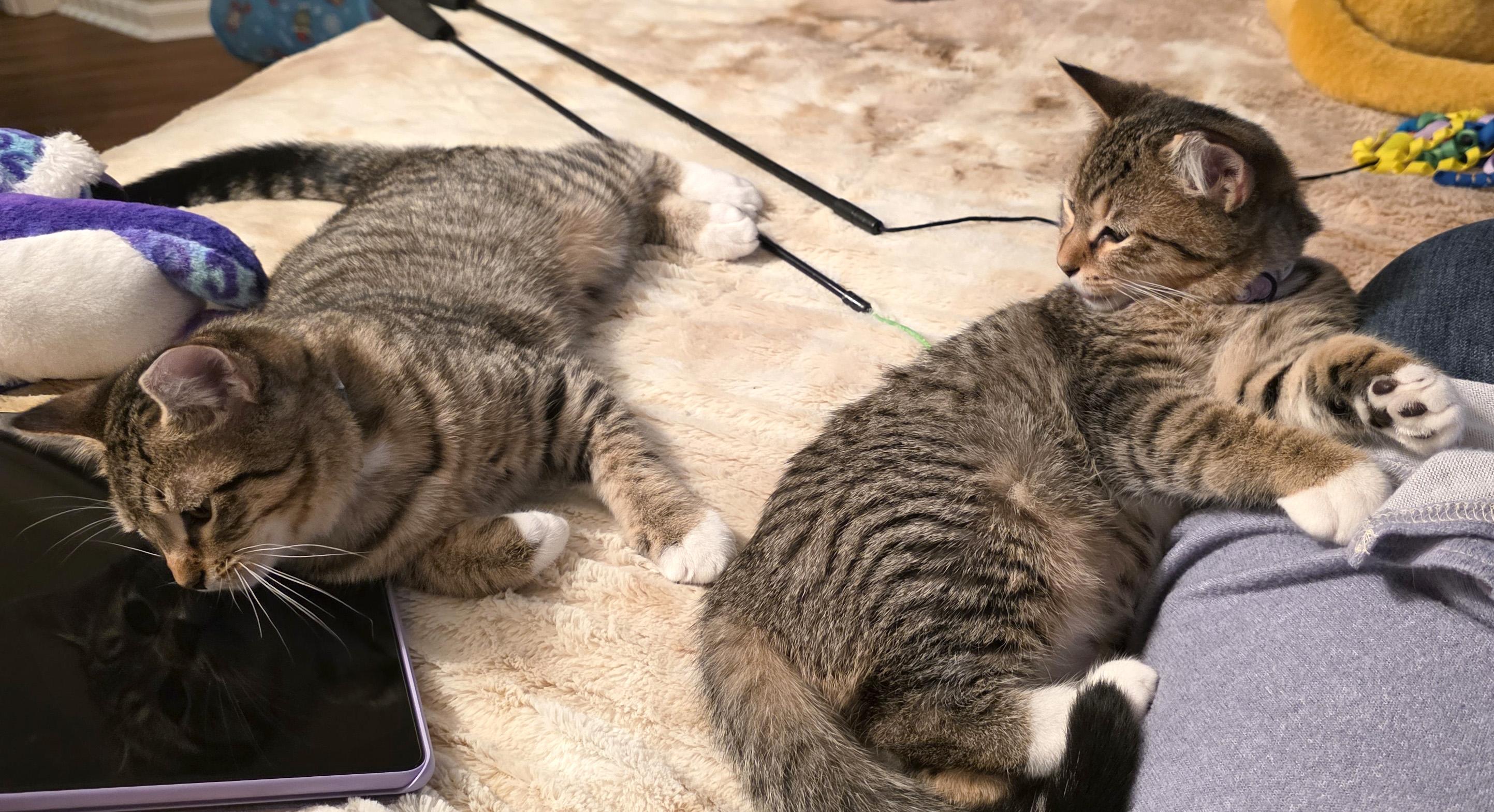 Enlarge Mork, a ADOPTABLE mixed breed in Hilton Head Island, SC image 4/5