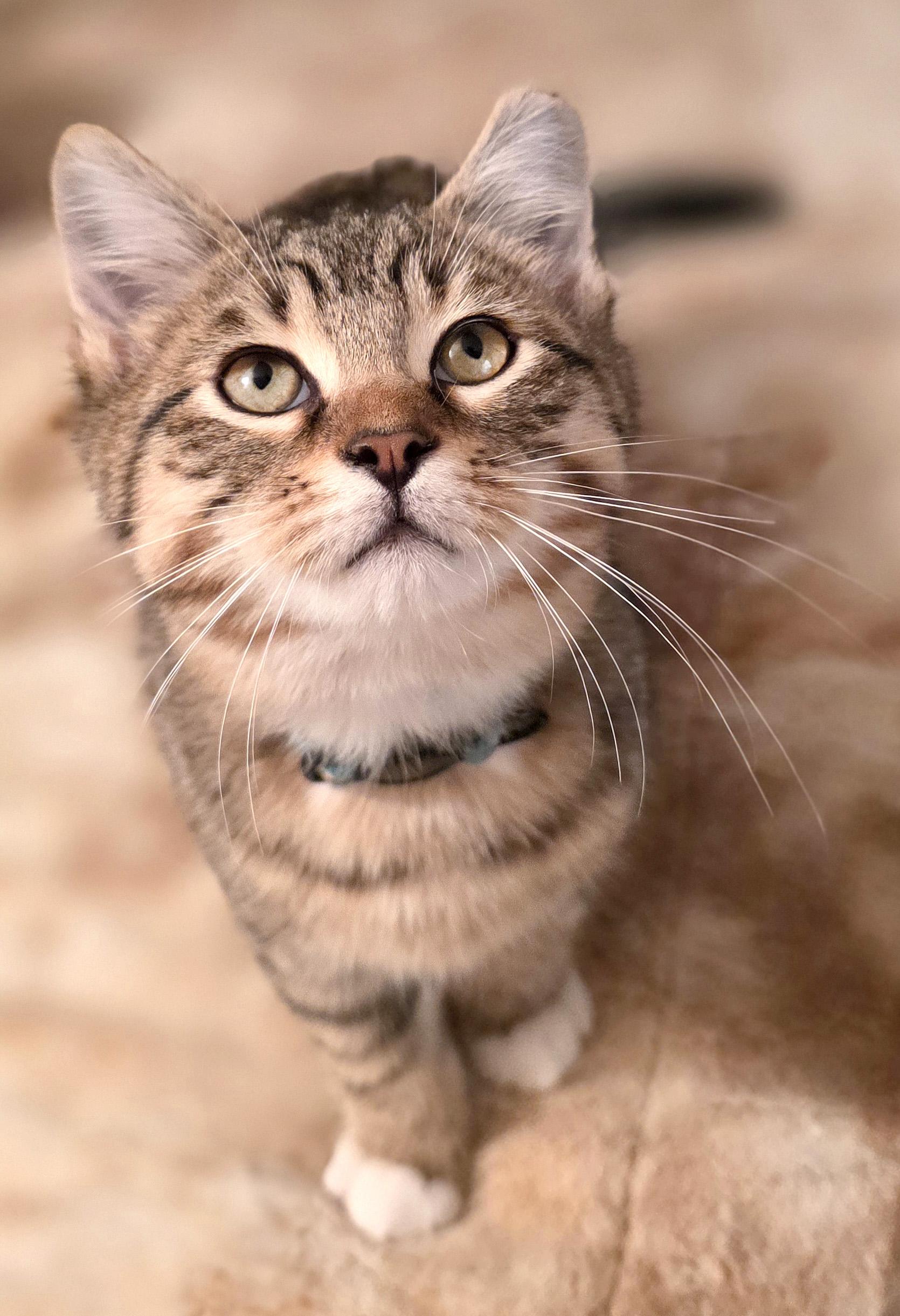 Mork, ADOPTABLE, Kitten Male Tabby & Domestic Short Hair.