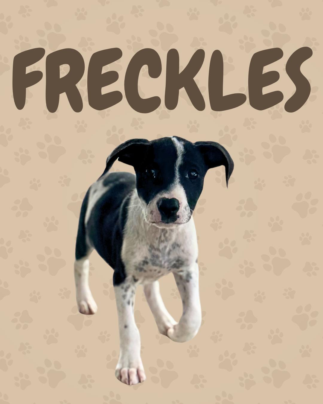 Freckles, Adoptable, Puppy Female Bulldog.