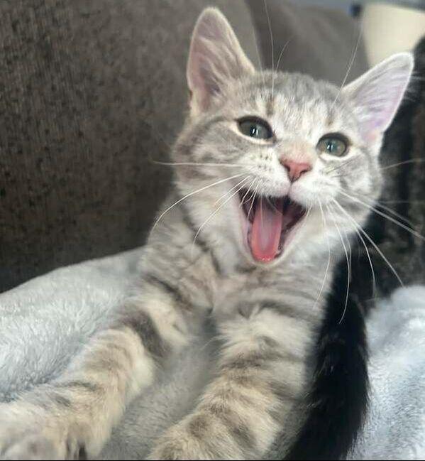 Enlarge Frost, an adopted Domestic Short Hair in Mississauga, ON image 3/3