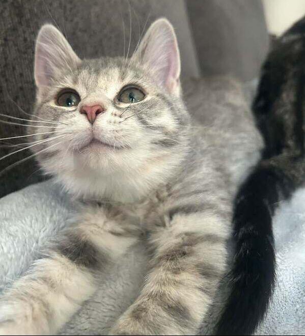 Enlarge Frost, an adopted Domestic Short Hair in Mississauga, ON image 2/3