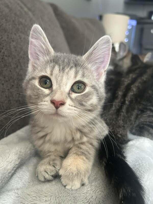 Enlarge Frost, an adopted Domestic Short Hair in Mississauga, ON image 1/3