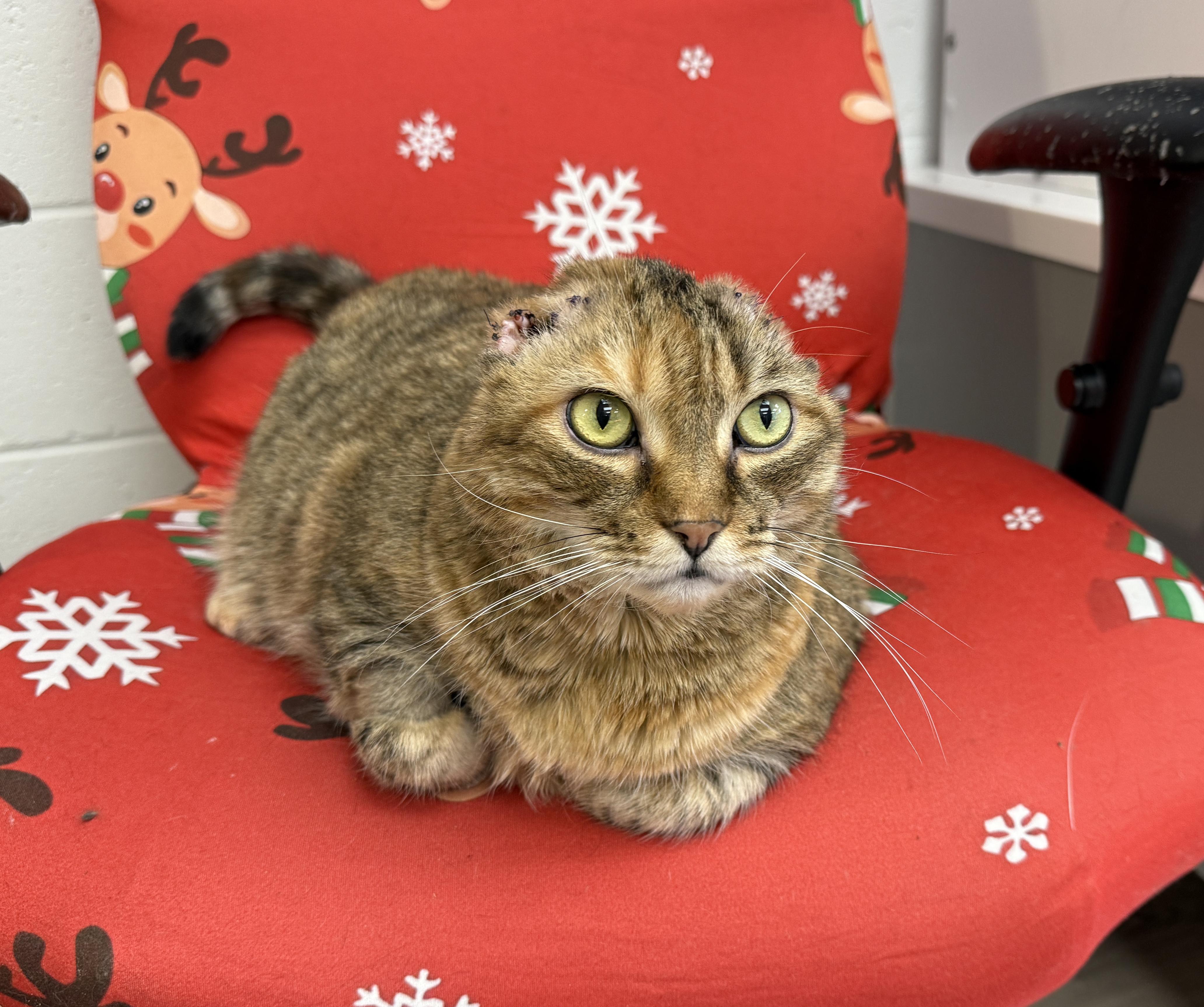 Enlarge LOCAL CAT: Kia, a ADOPTABLE mixed breed in Clayville, RI image 3/6