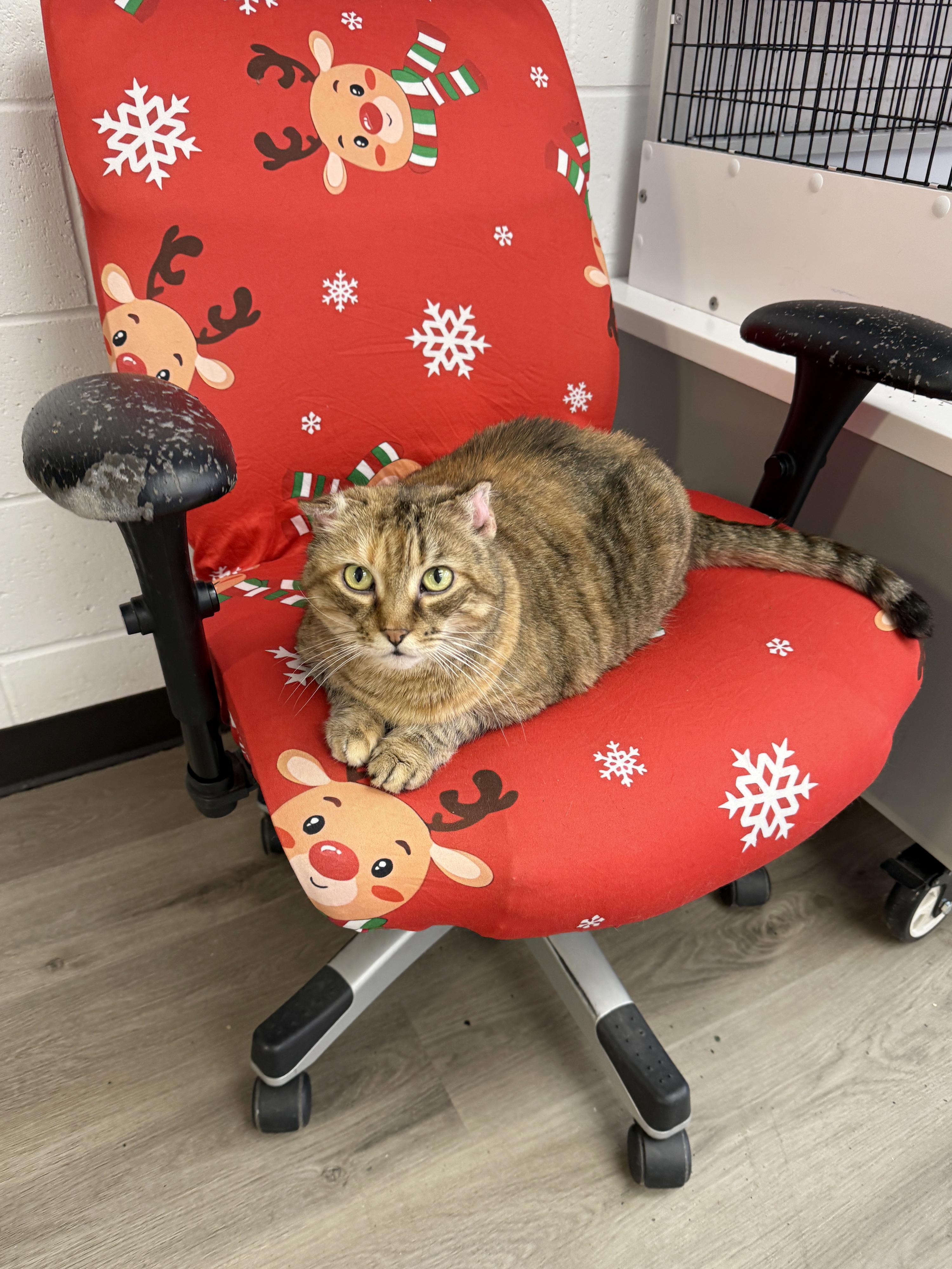 Enlarge LOCAL CAT: Kia, a ADOPTABLE mixed breed in Clayville, RI image 6/6