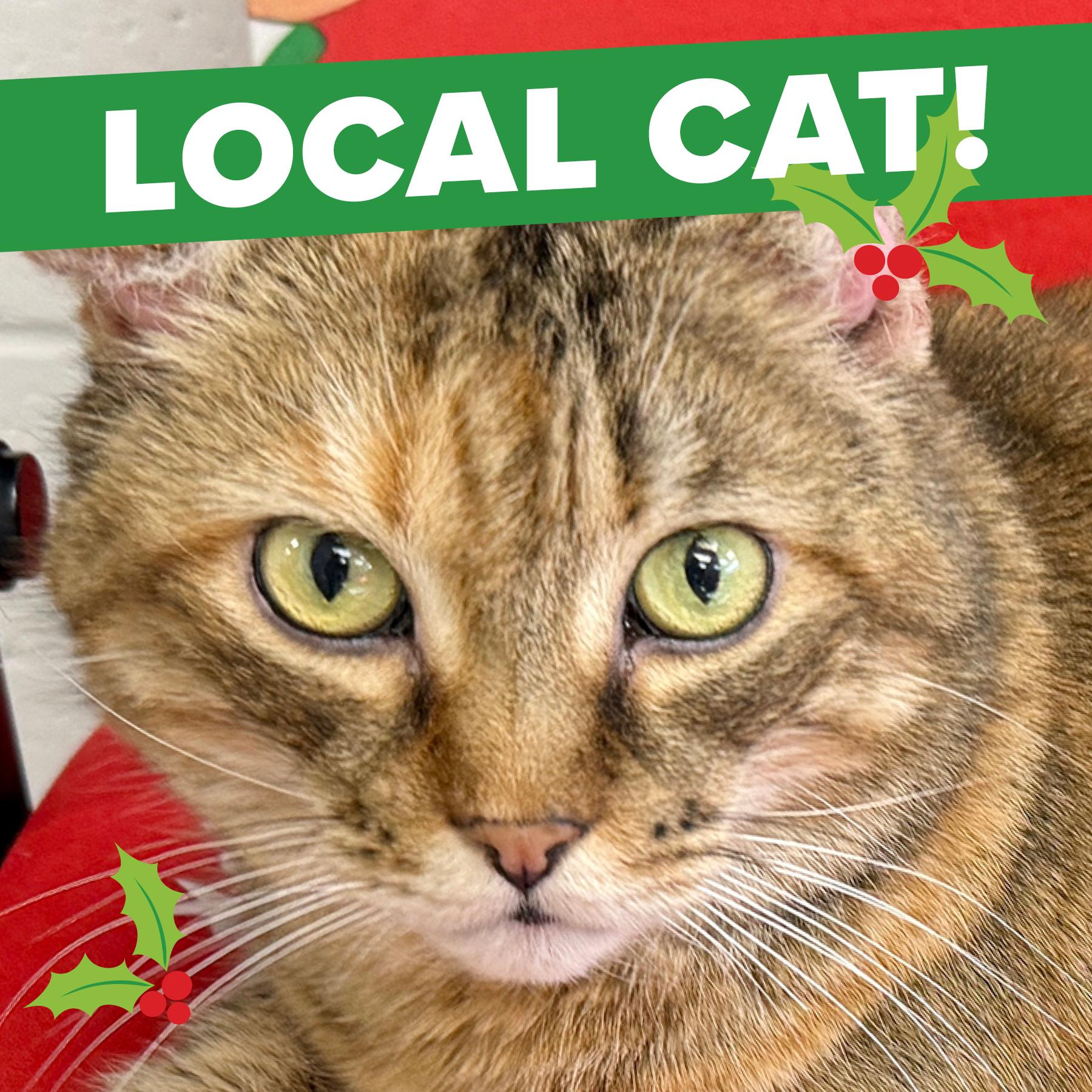 LOCAL CAT: Kia, ADOPTABLE, Adult Female Domestic Short Hair.