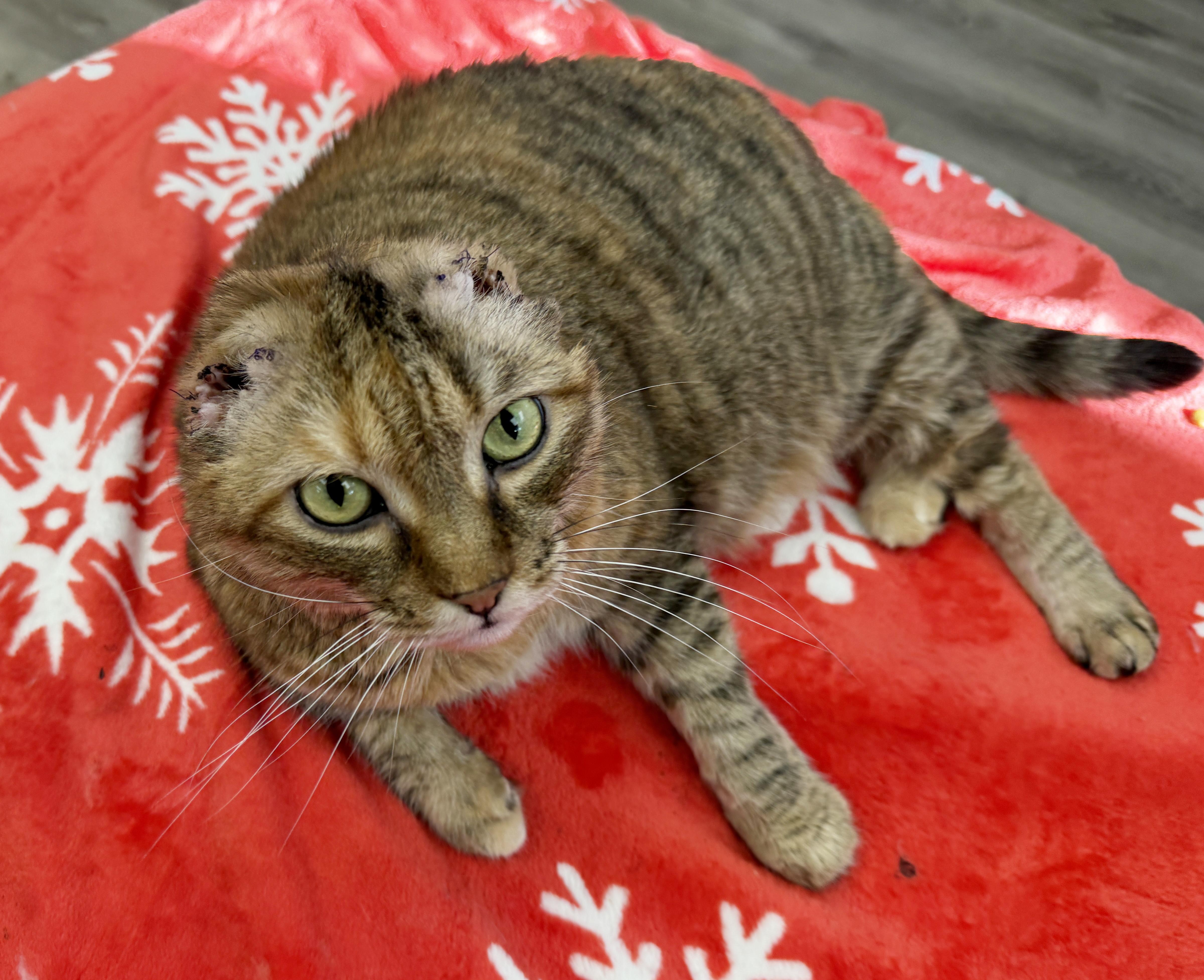 Enlarge LOCAL CAT: Kia, a ADOPTABLE mixed breed in Clayville, RI image 4/6