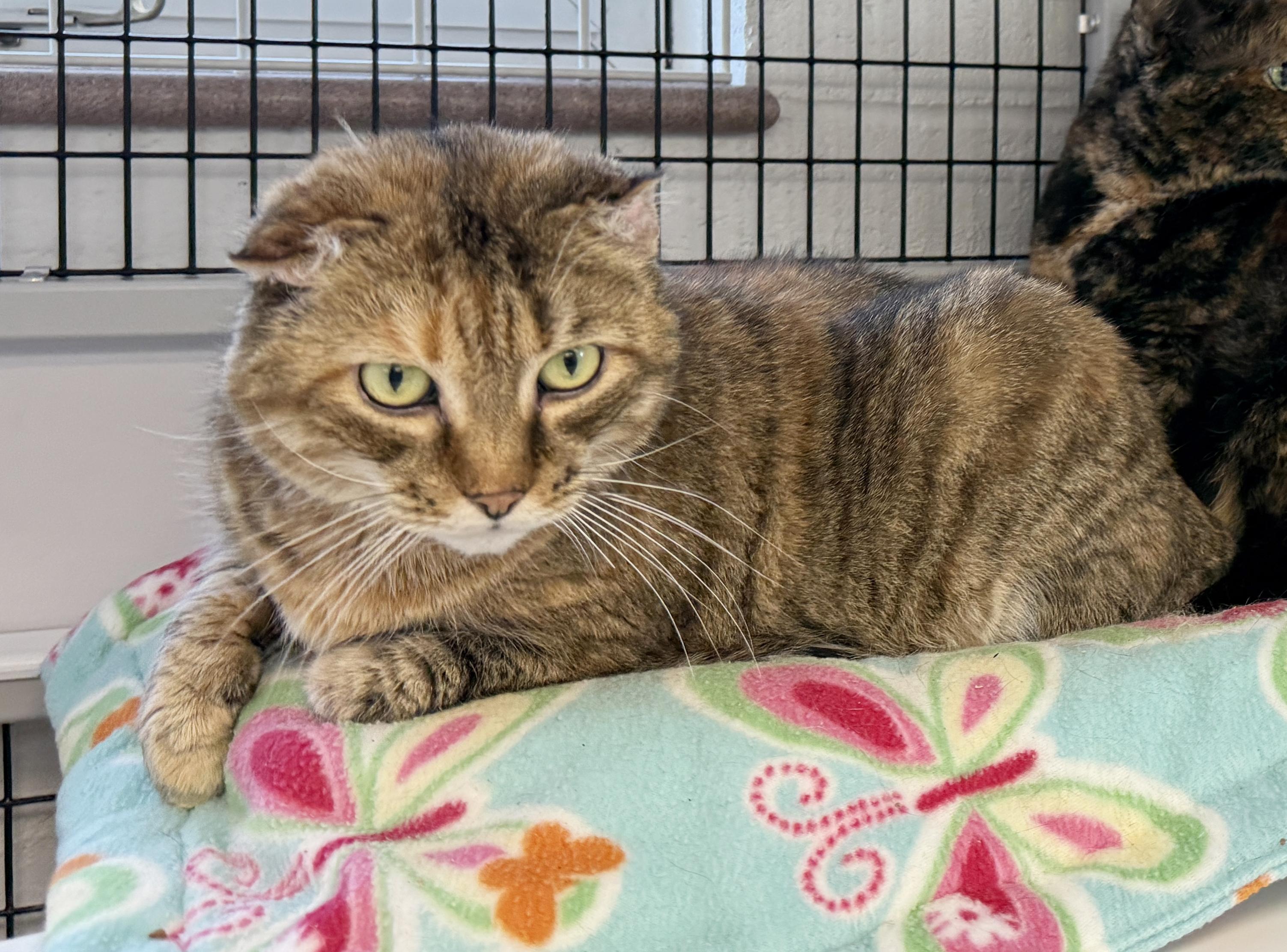 Enlarge LOCAL CAT: Kia, a ADOPTABLE mixed breed in Clayville, RI image 5/6