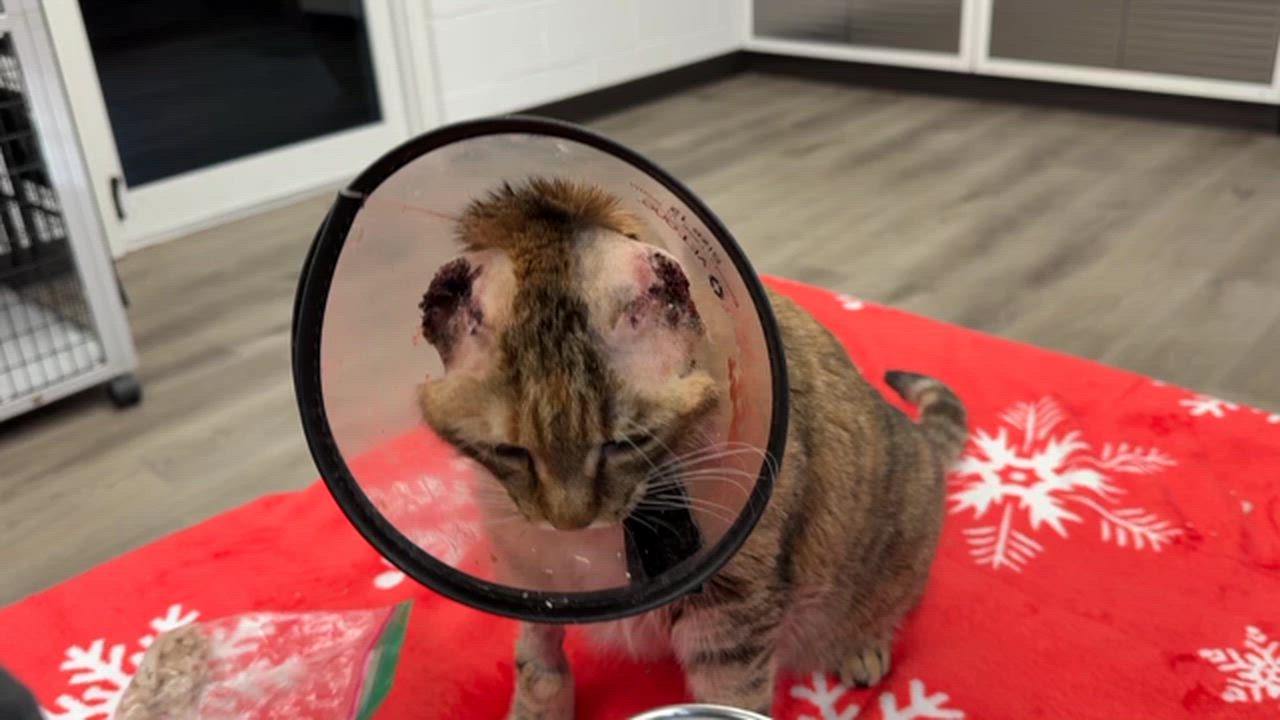 Enlarge LOCAL CAT: Kia, a ADOPTABLE mixed breed in Clayville, RI video 1/6