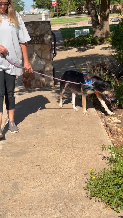Enlarge GIRLY, a Adoptable mixed breed in Levelland, TX video 6/6