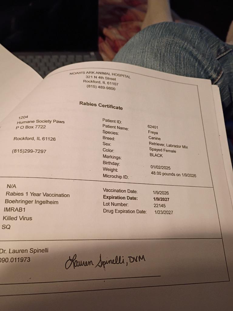 Freya, Adopted, Young Female Labrador Retriever & Mixed Breed.