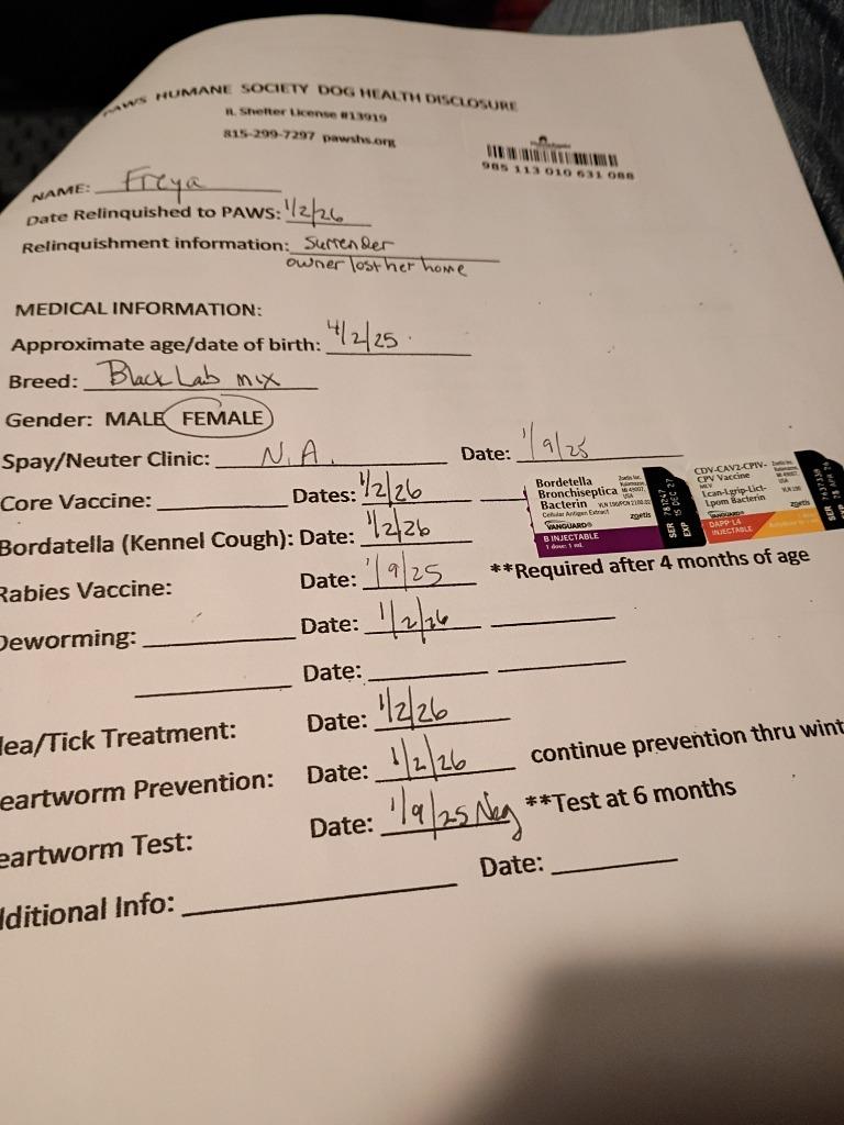 Enlarge Freya, a Adopted mixed breed in Rockford, IL image 2/4