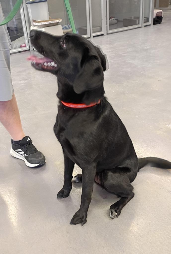 Enlarge Freya, a Adopted mixed breed in Rockford, IL image 4/4