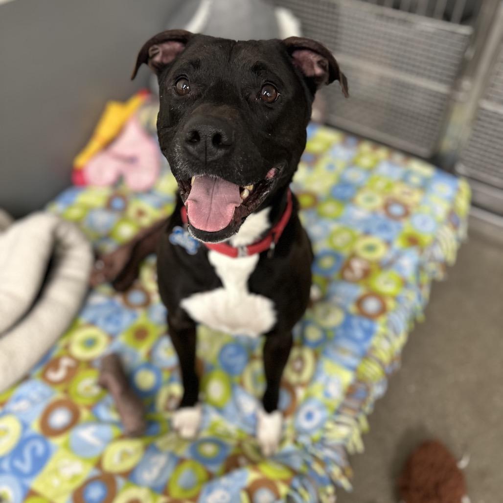 Bouncer, a Adoptable Mixed Breed in South Haven, MI image 2/6