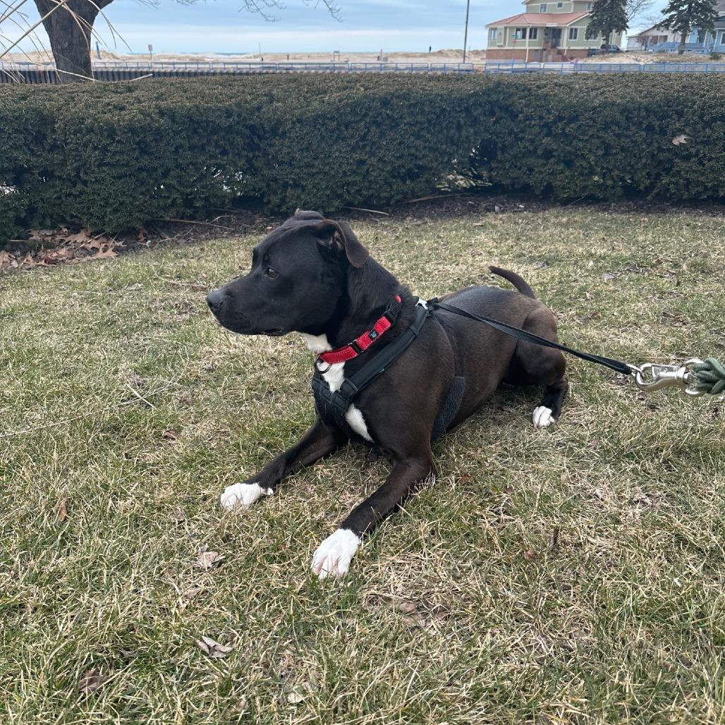 Bouncer, a Adoptable Mixed Breed in South Haven, MI image 5/6
