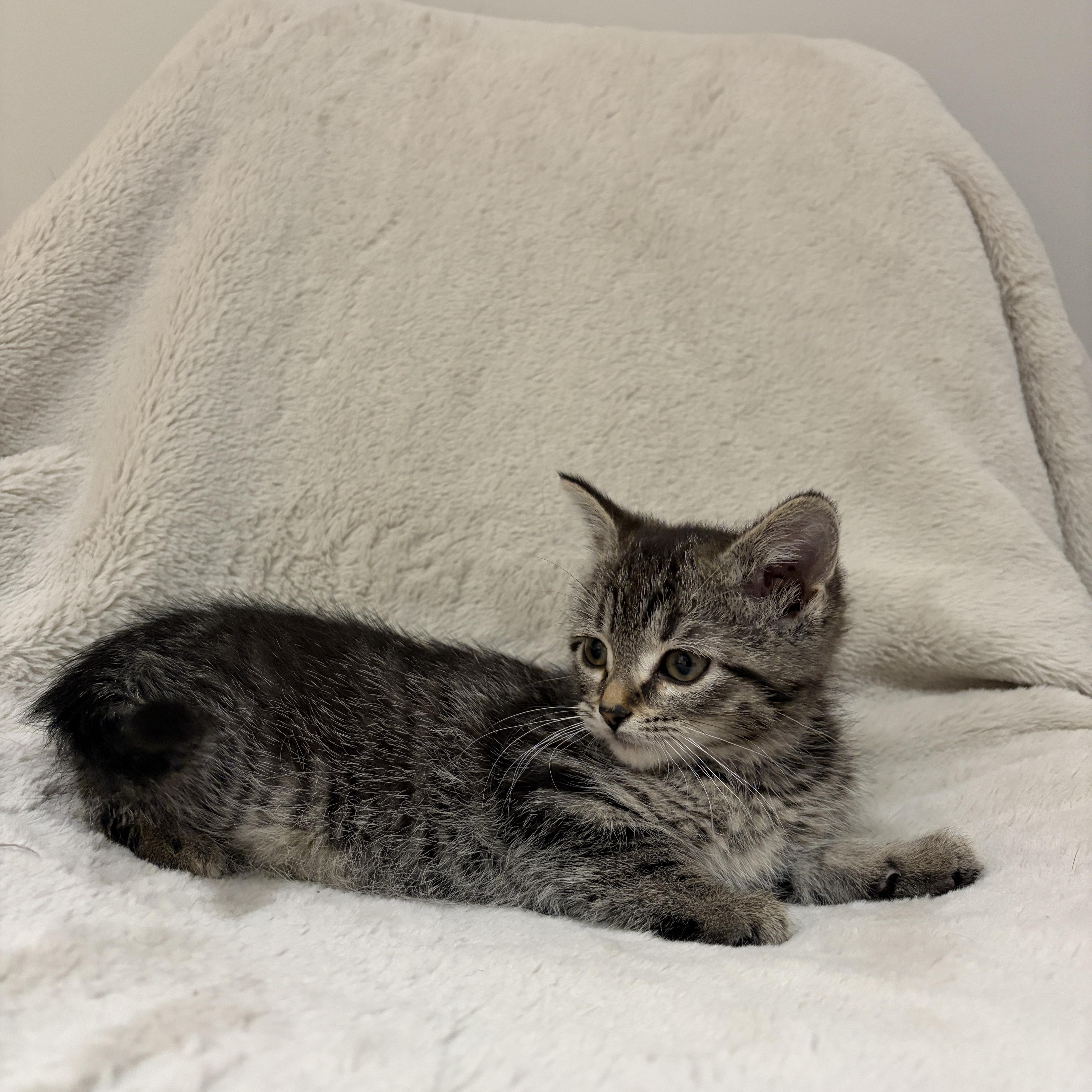 Enlarge Sprout, a ADOPTABLE Tabby in Wadsworth, IL image 2/4