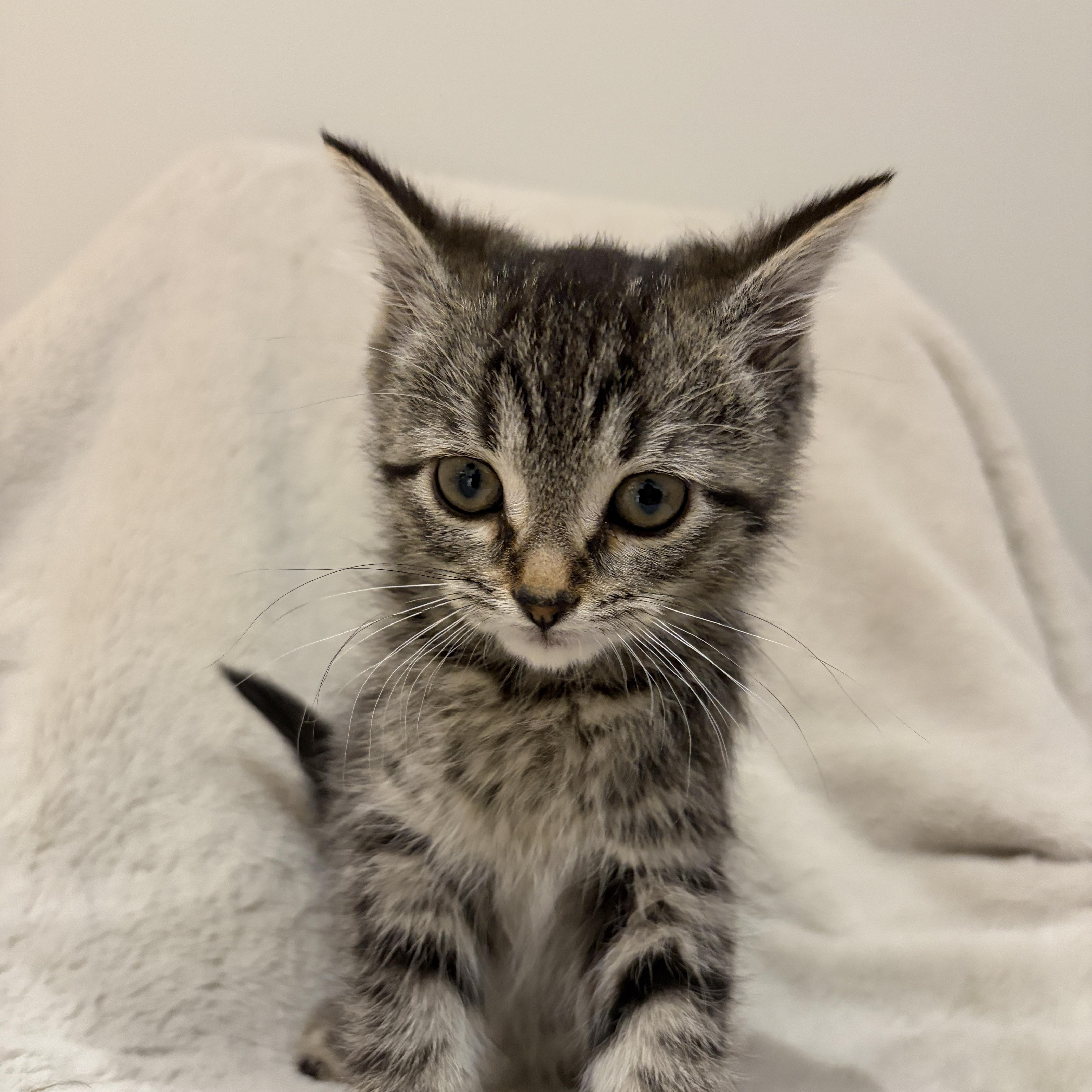 Enlarge Sprout, a ADOPTABLE Tabby in Wadsworth, IL image 1/4
