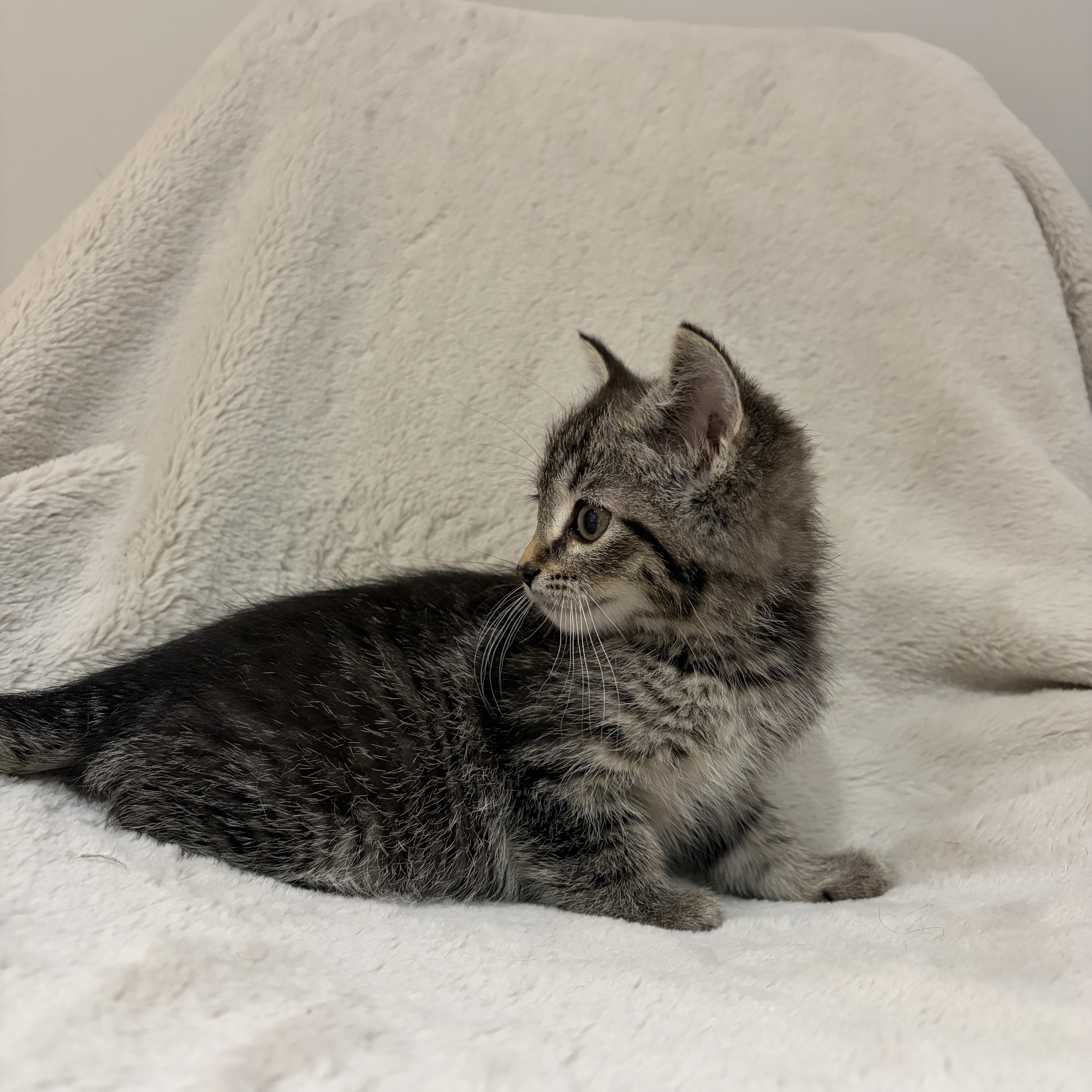 Enlarge Sprout, a ADOPTABLE Tabby in Wadsworth, IL image 4/4