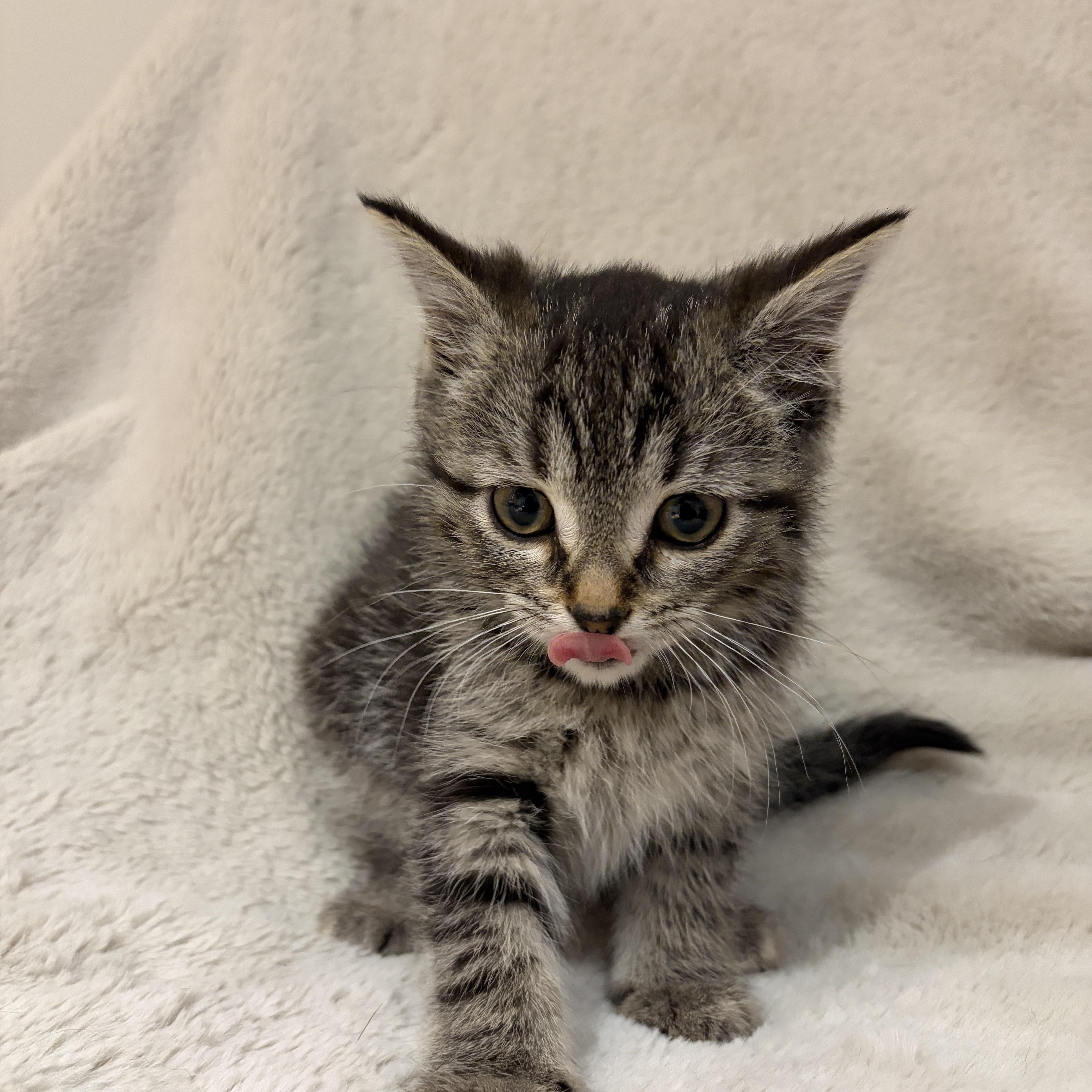 Enlarge Sprout, a ADOPTABLE Tabby in Wadsworth, IL image 3/4