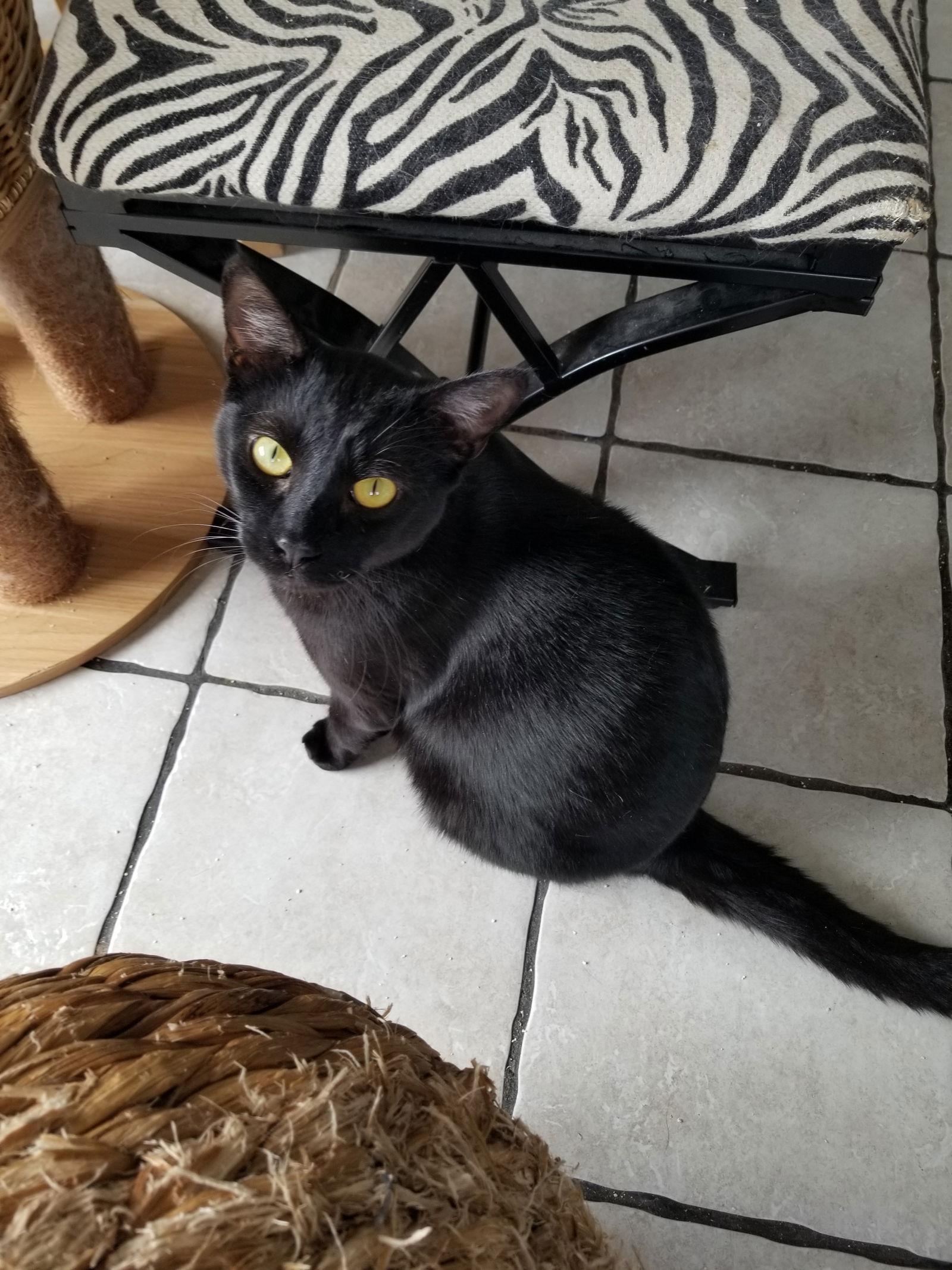 Enlarge Webster and Felix, a Adoptable mixed breed in Buena Park, CA image 1/3