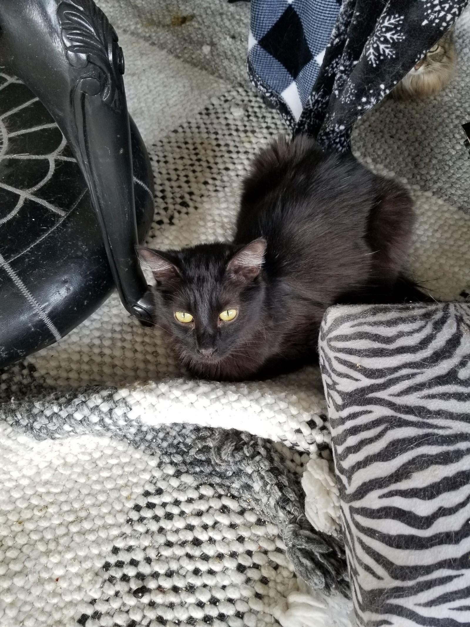Webster and Felix, Adoptable, Young Male Bombay & Maine Coon.