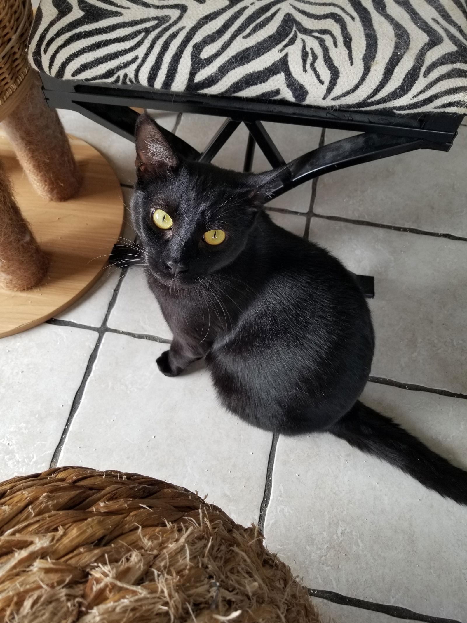 Enlarge Webster and Felix, a Adoptable mixed breed in Buena Park, CA image 3/3