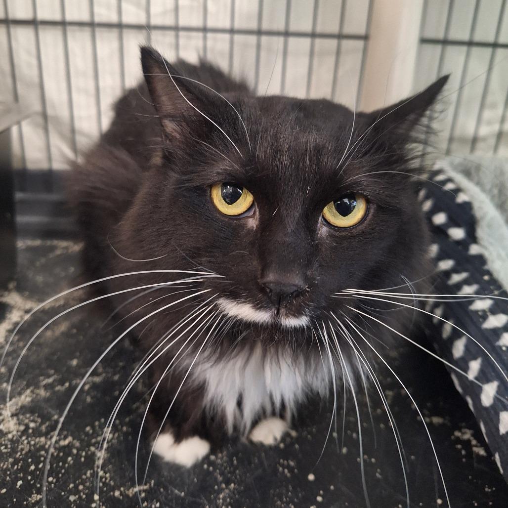 Enlarge Ryan, a Adoptable Domestic Long Hair in Attica, NY image 1/1