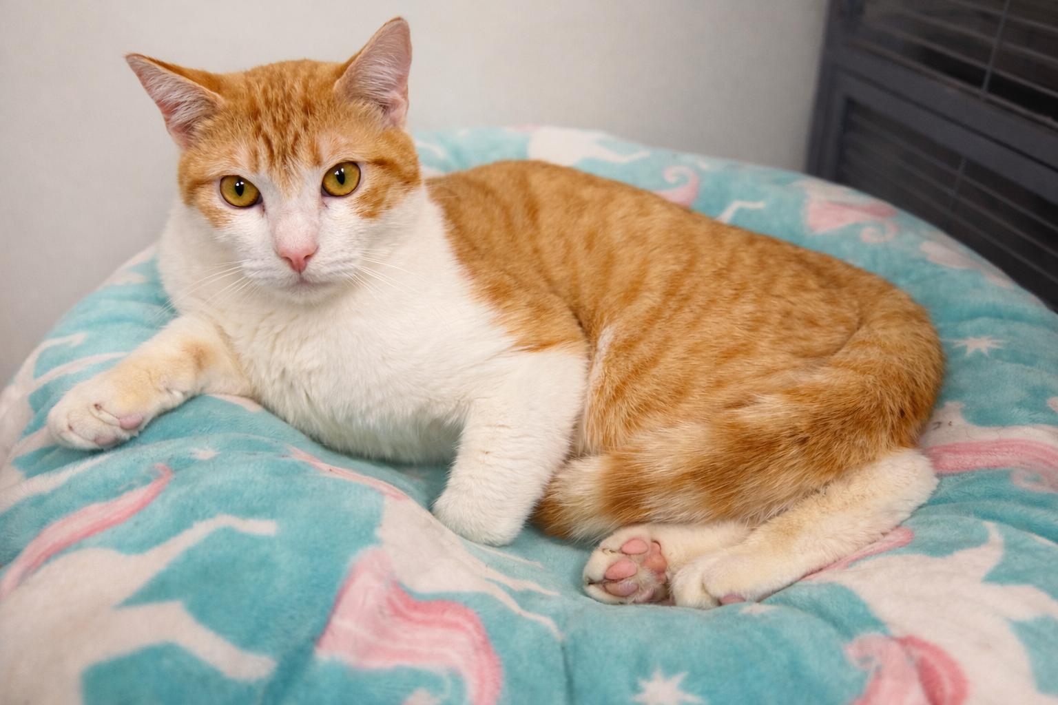 Enlarge Rider, a Adoptable Domestic Short Hair in Rio Linda, CA image 1/4