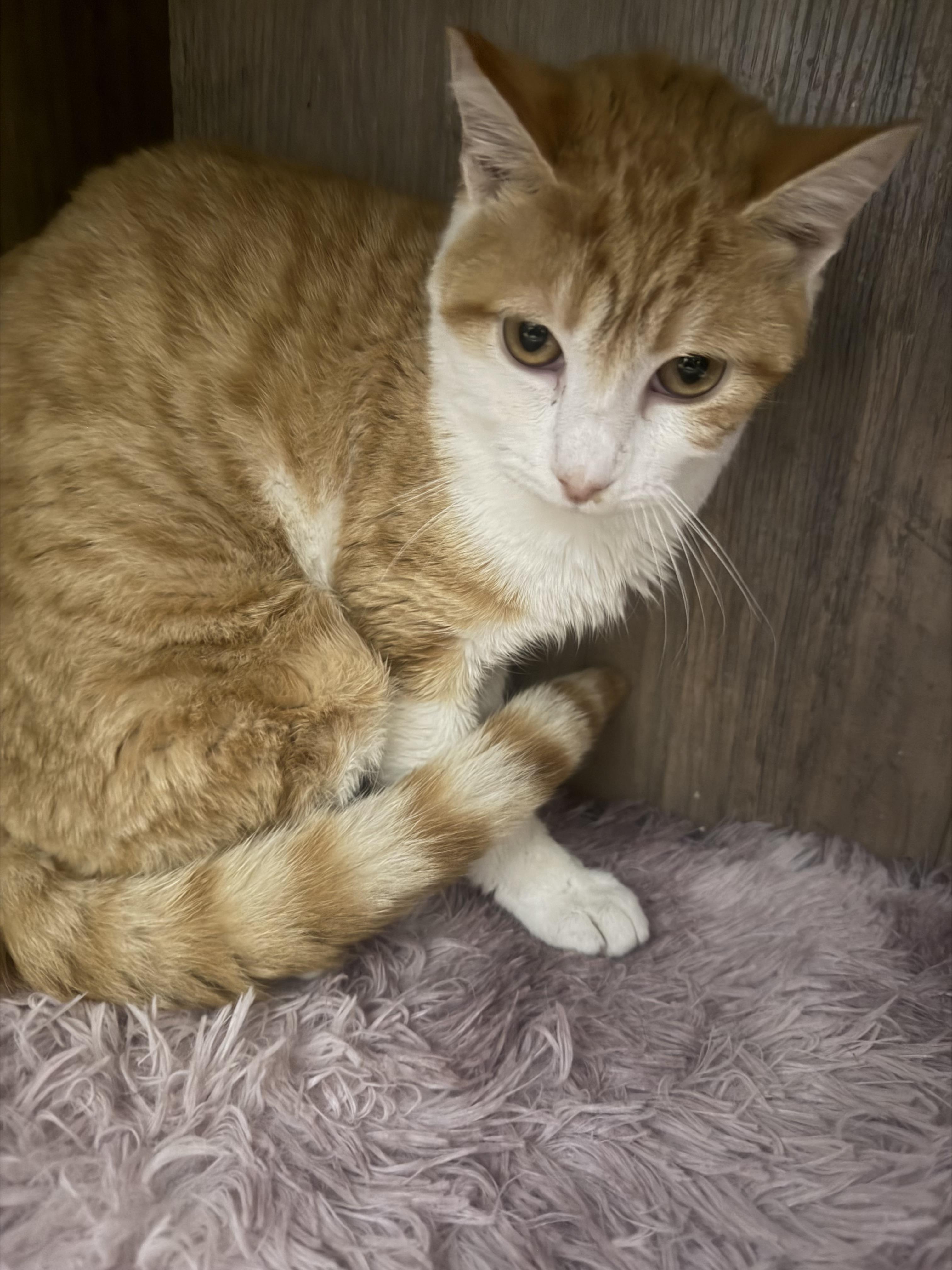 Rider, a Adoptable Domestic Short Hair in Rio Linda, CA image 1/2