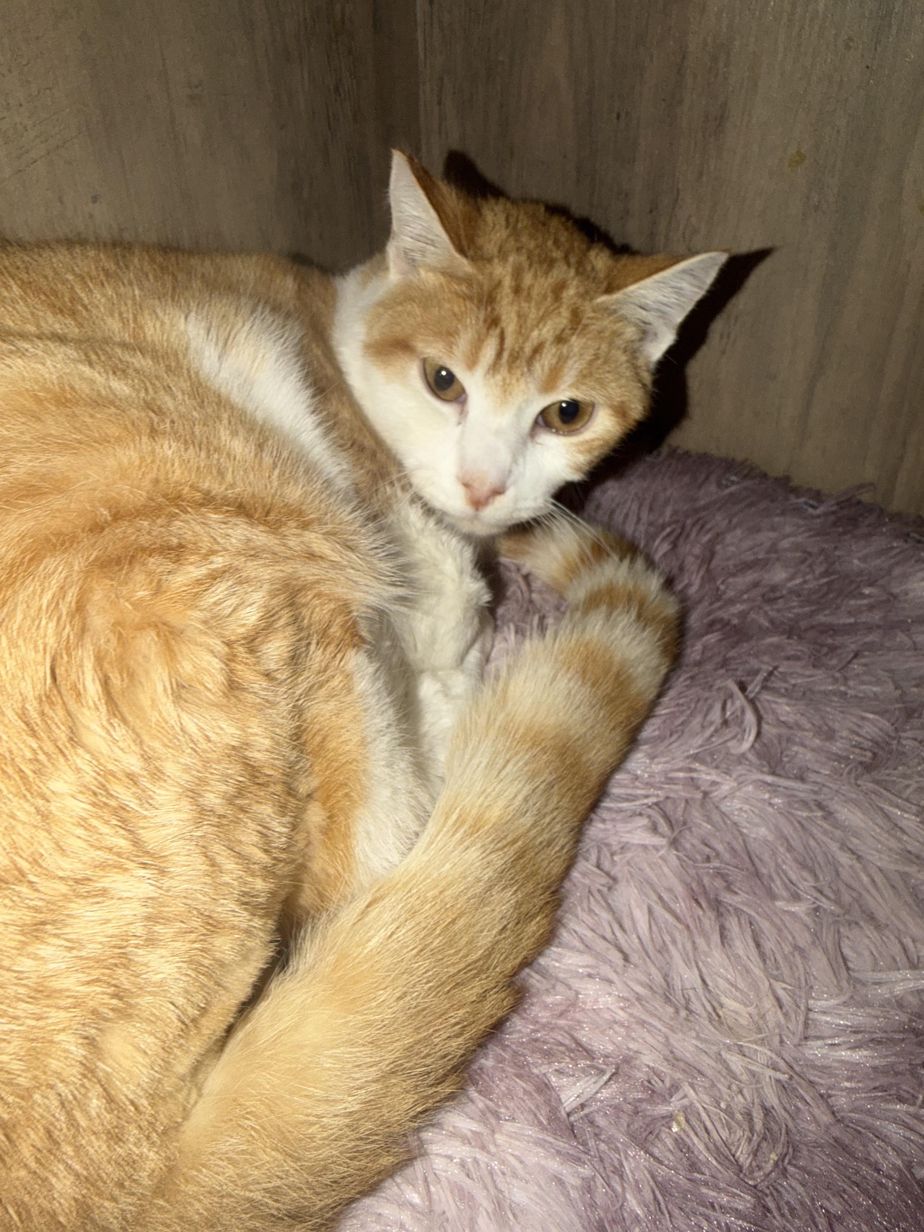 Rider, a Adoptable Domestic Short Hair in Rio Linda, CA image 2/2