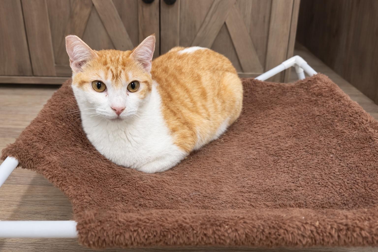 Enlarge Rider, a Adoptable Domestic Short Hair in Rio Linda, CA image 2/4