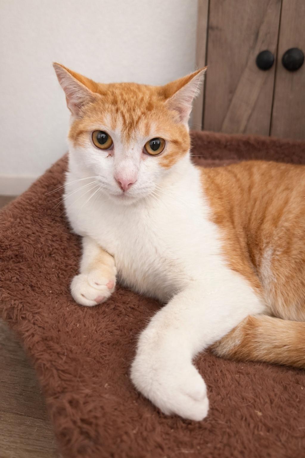 Enlarge Rider, a Adoptable Domestic Short Hair in Rio Linda, CA image 3/4