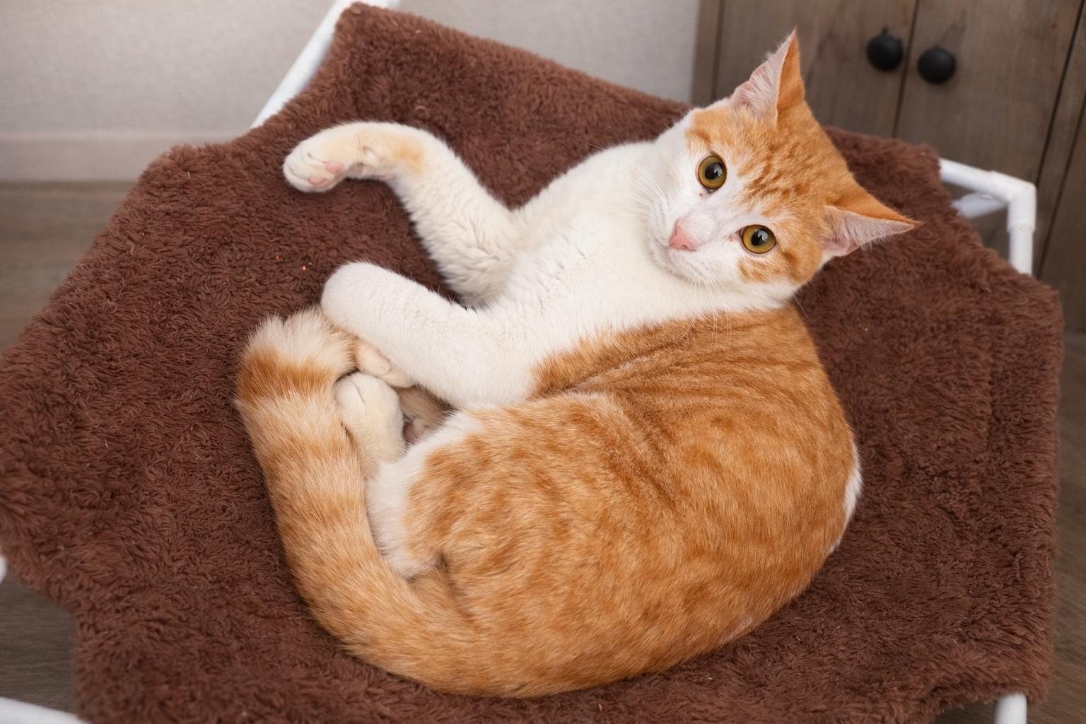 Enlarge Rider, a Adoptable Domestic Short Hair in Rio Linda, CA image 4/4