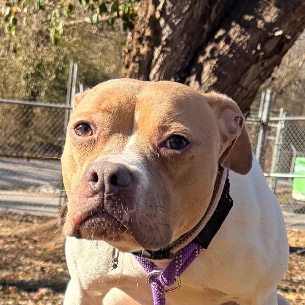 Enlarge Coco, a Adoptable Pit Bull Terrier in Belleville, IL image 1/4