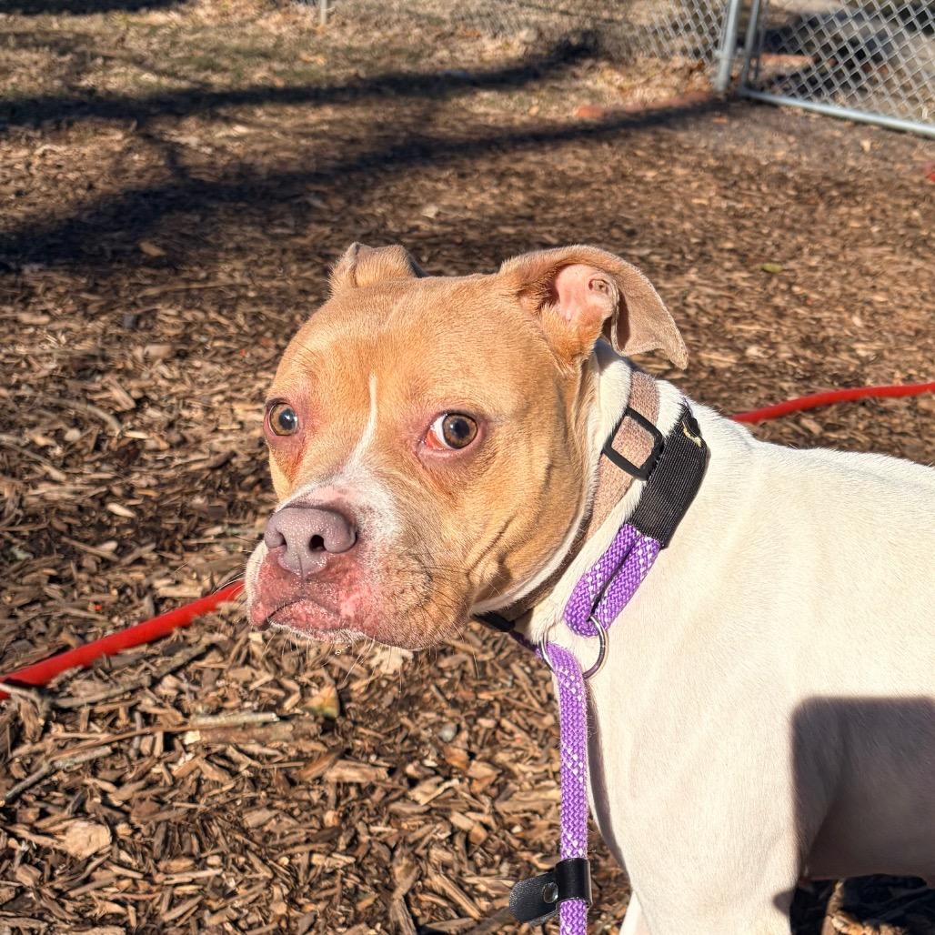 Enlarge Coco, a Adoptable Pit Bull Terrier in Belleville, IL image 2/4