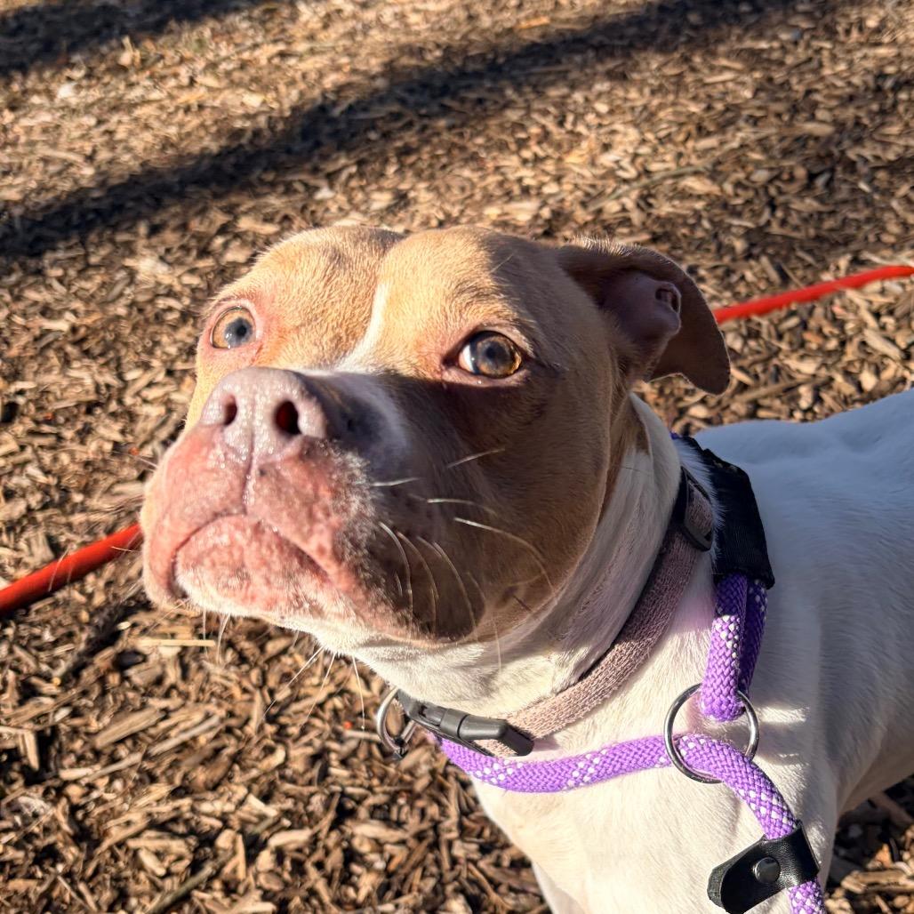 Enlarge Coco, a Adoptable Pit Bull Terrier in Belleville, IL image 3/4
