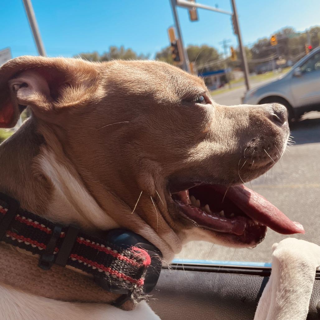 Enlarge Coco, a Adoptable Pit Bull Terrier in Belleville, IL image 4/4