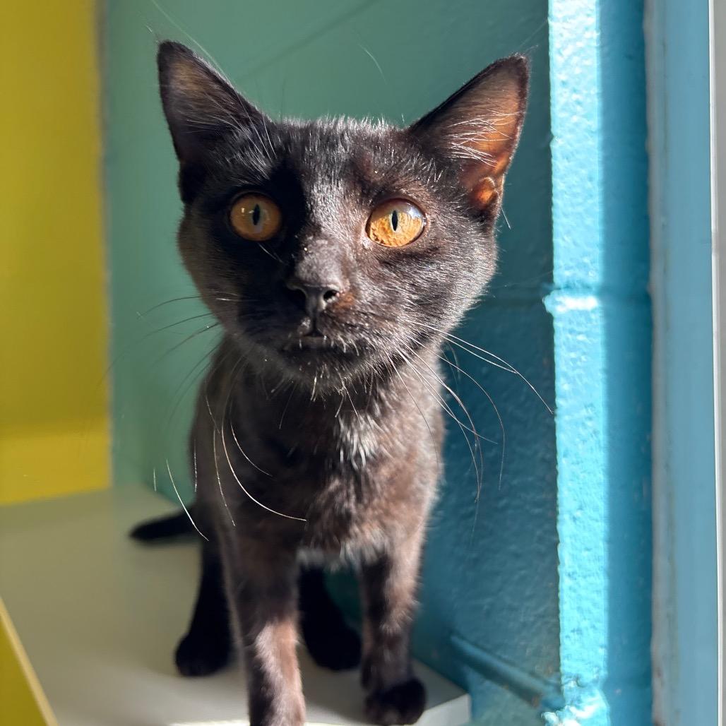 Jenni, Adoptable, Kitten Female Domestic Short Hair.