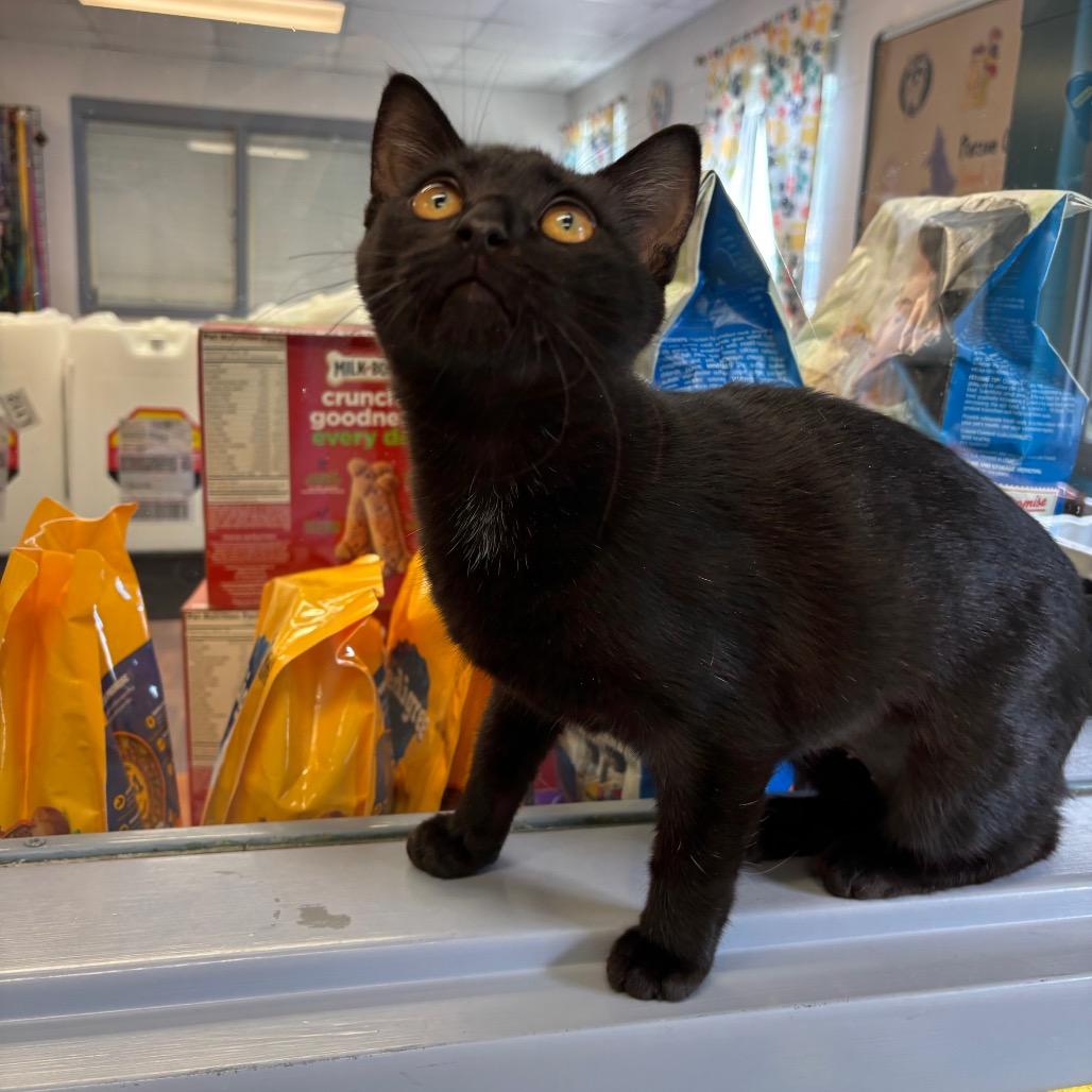 Enlarge Jenni, a Adoptable Domestic Short Hair in Roxboro, NC image 2/4