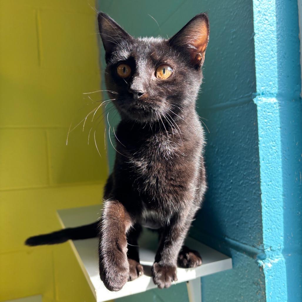 Enlarge Jenni, a Adoptable Domestic Short Hair in Roxboro, NC image 3/4