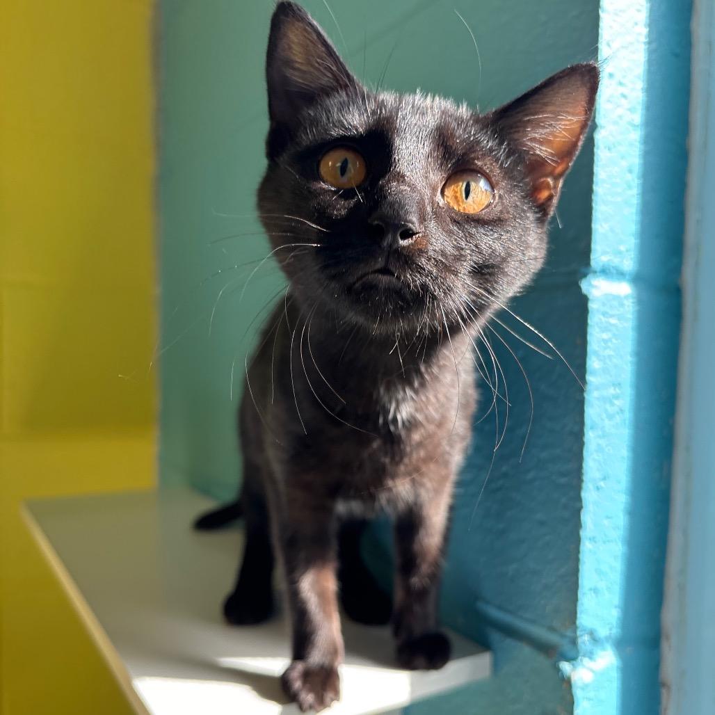Enlarge Jenni, a Adoptable Domestic Short Hair in Roxboro, NC image 4/4